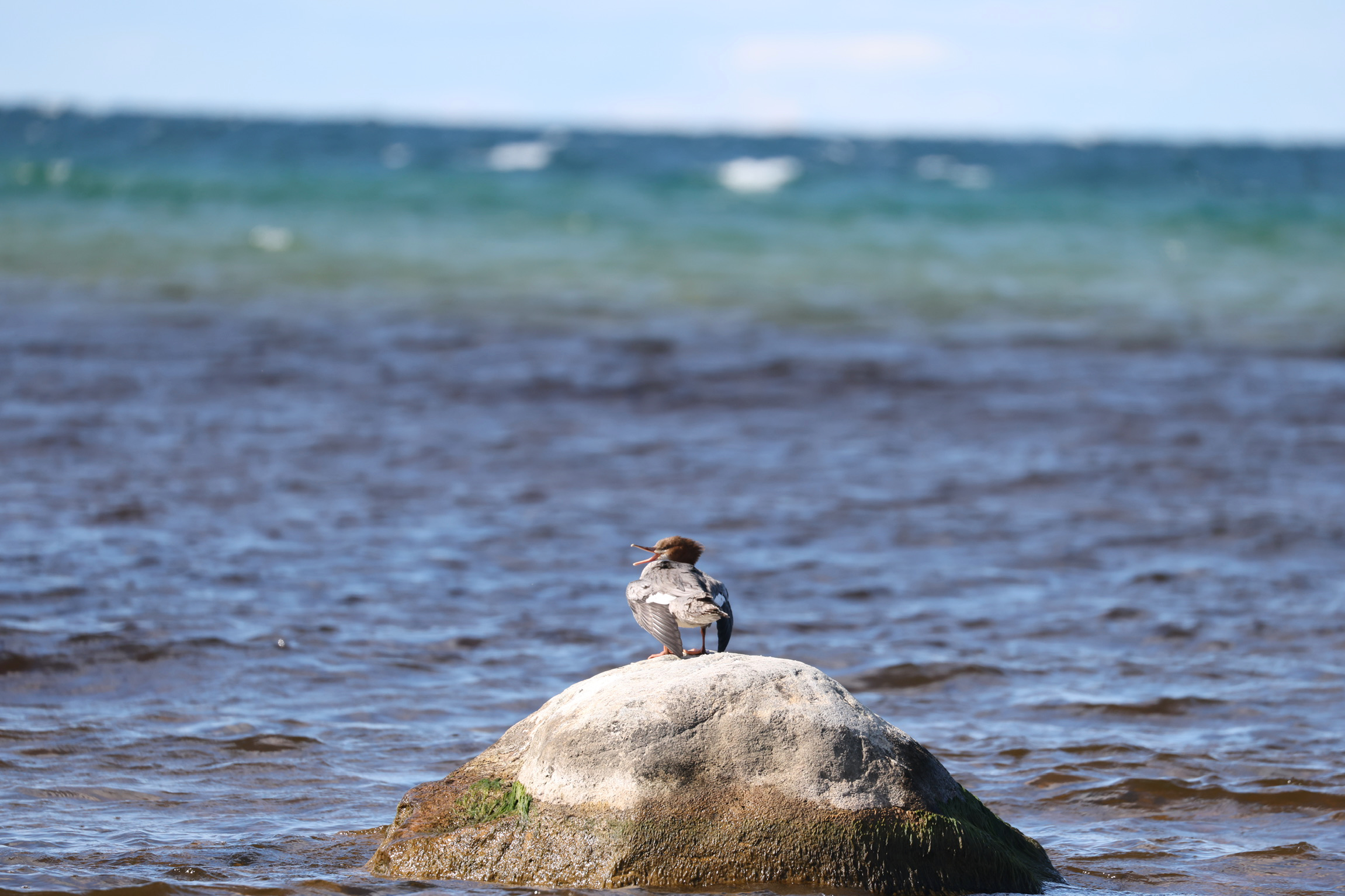 Common Merganser at Lake Michigan