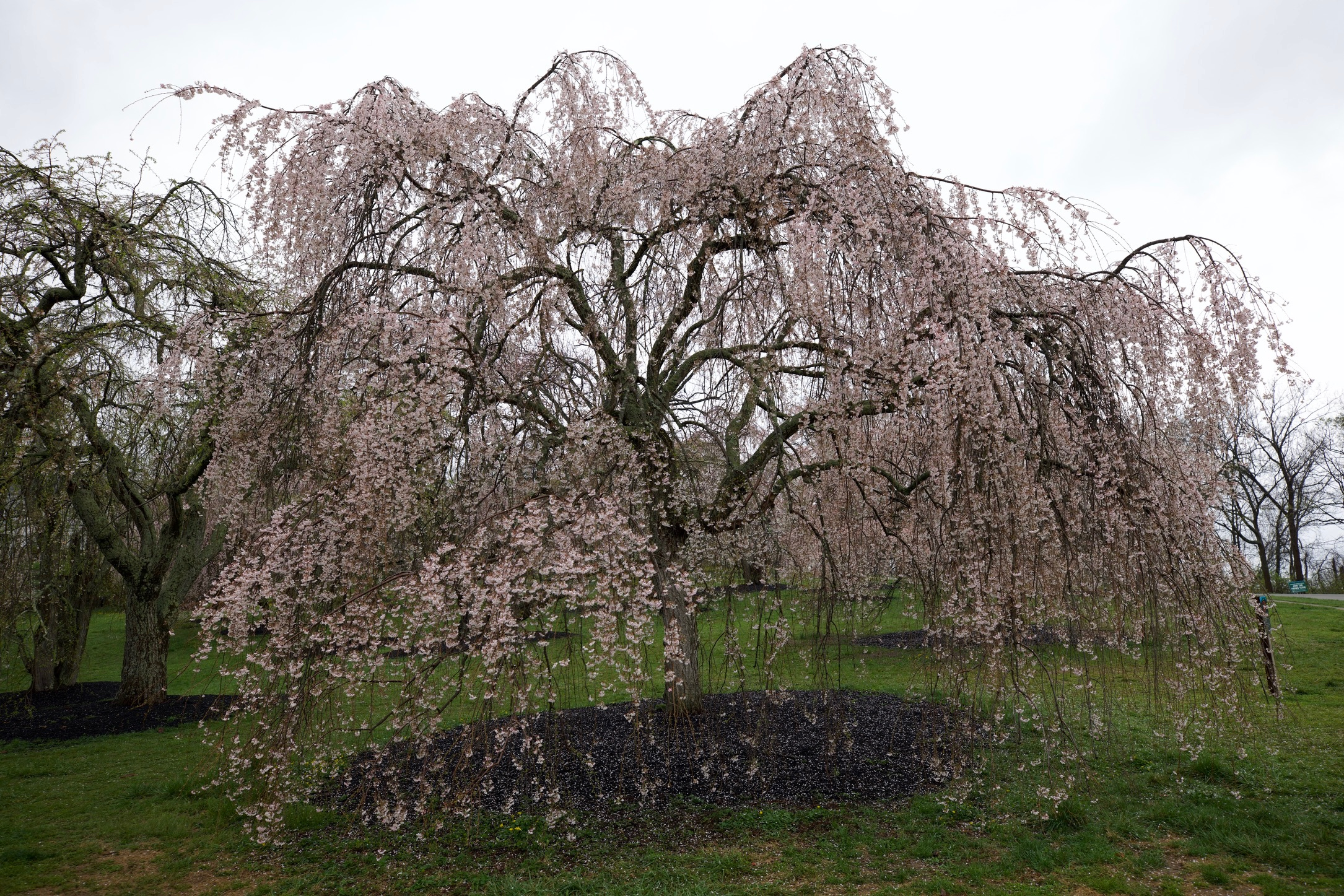 Cincinnati Cherry Blossoms