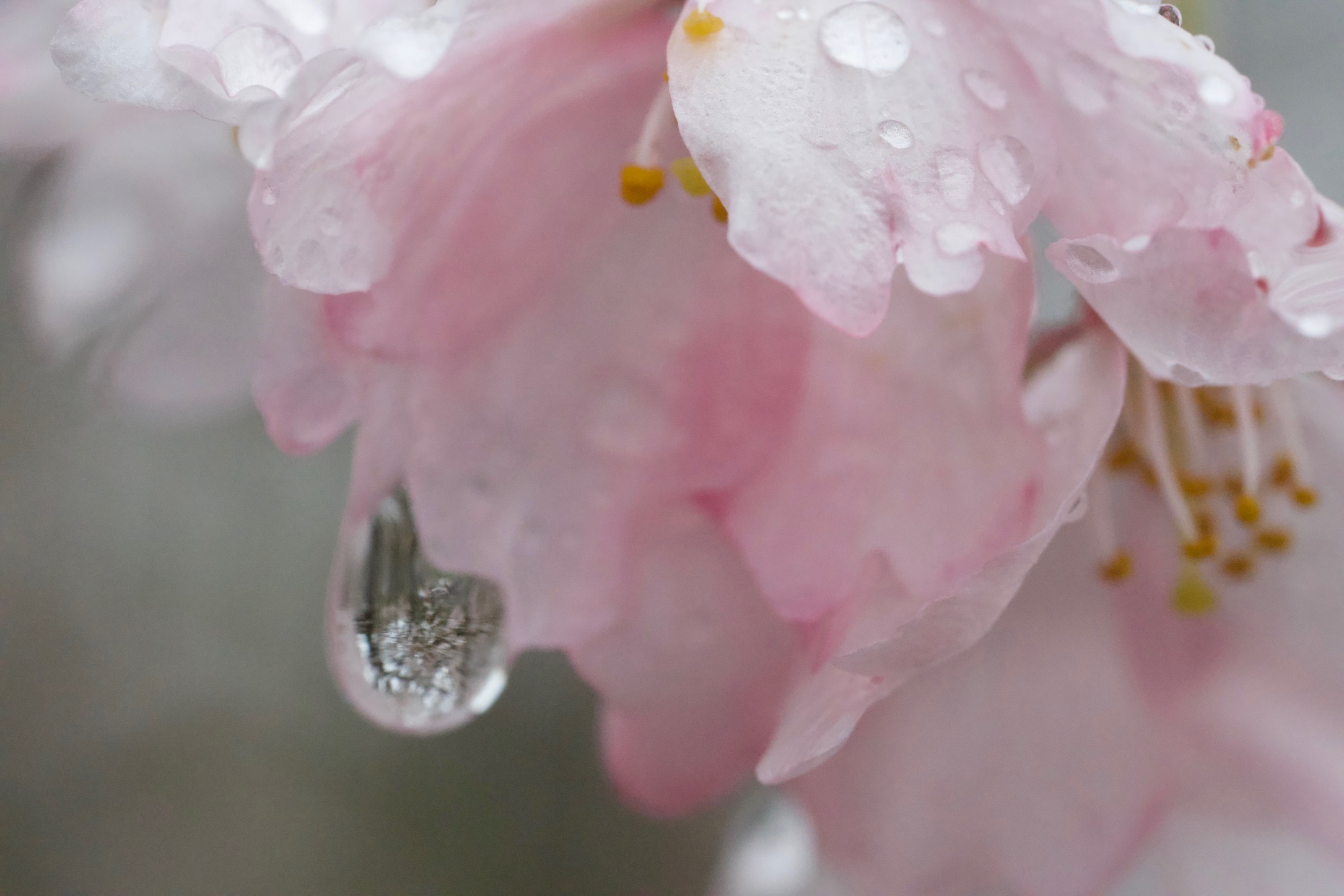 Morning Dew on Cherry Blossoms