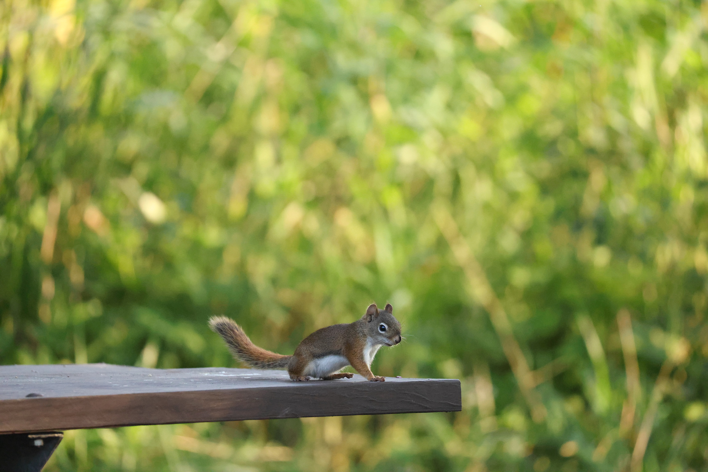 Curious Red Squirrel