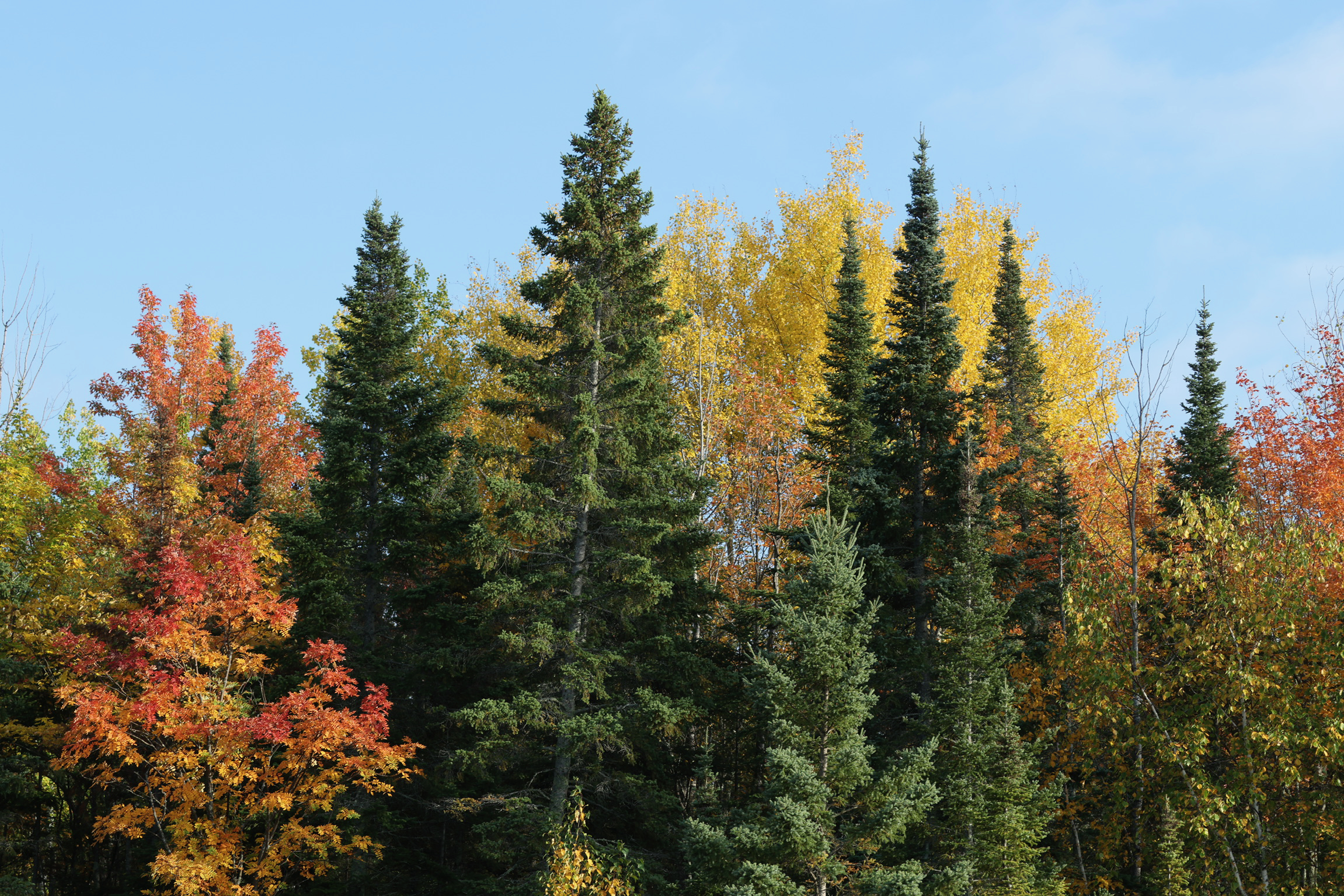 Autumn Colors at Voyageurs