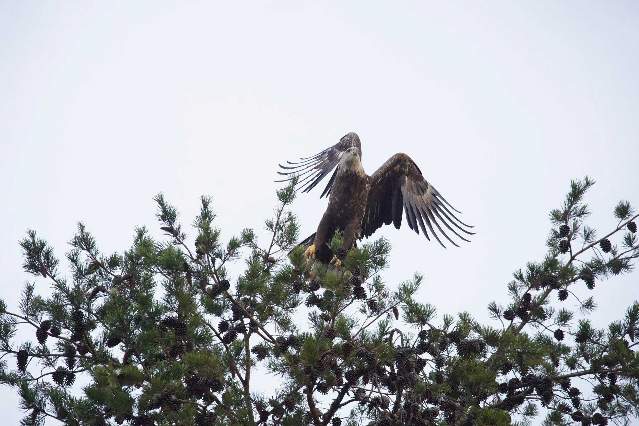 Bald Eagle Launching