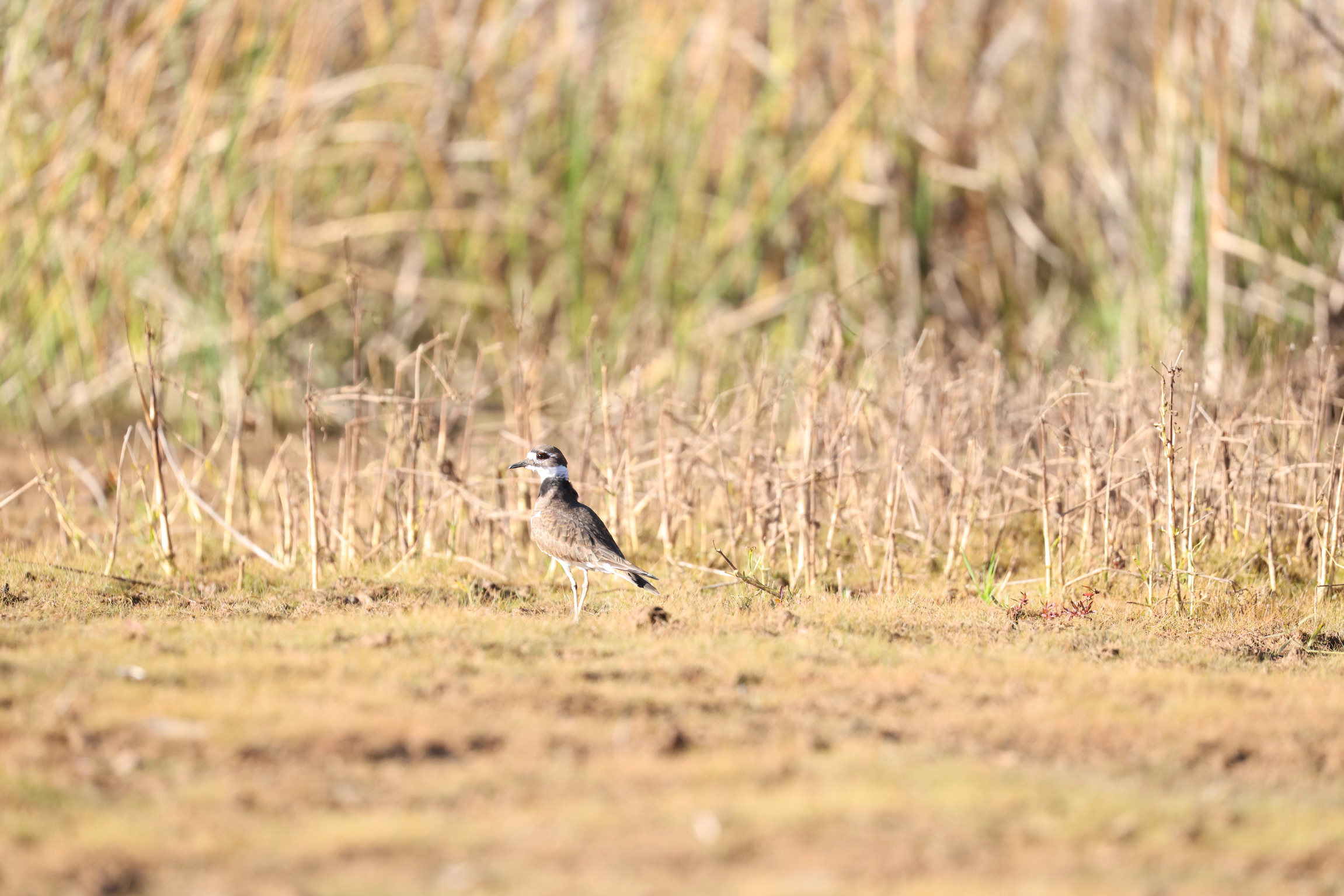 Killdeer