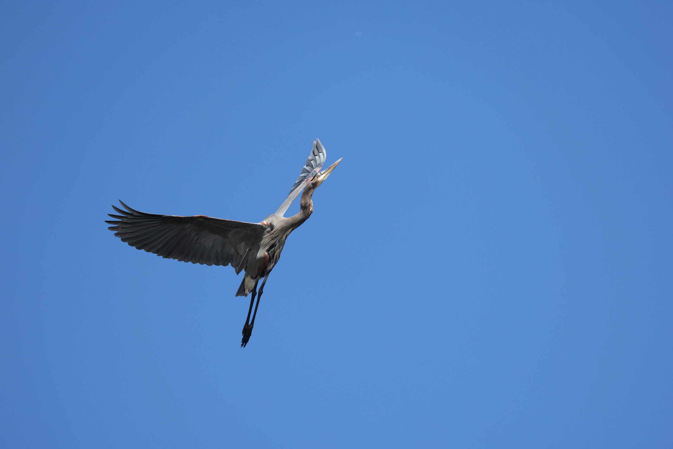Great Blue Heron Soaring