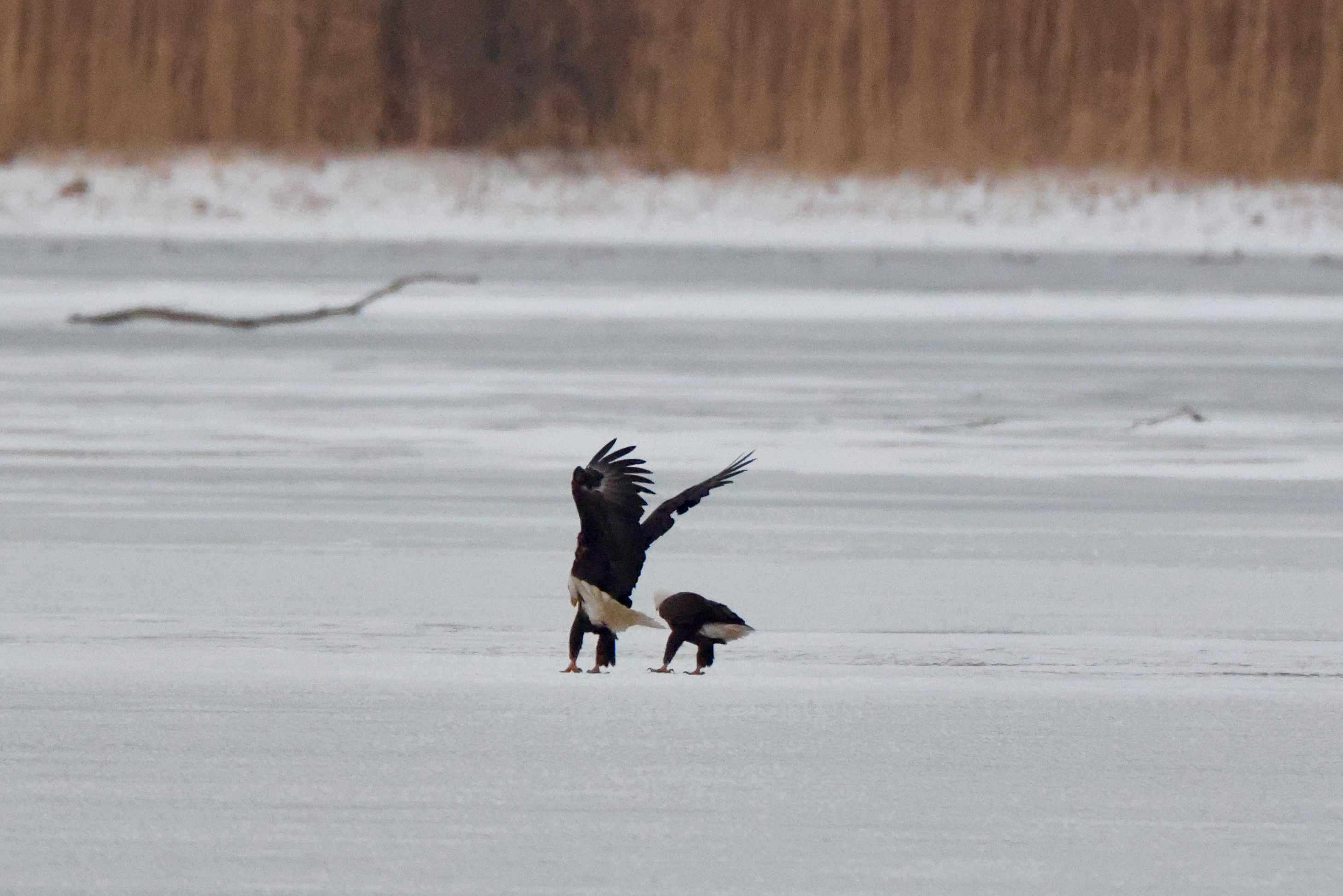 Bald Eagles on the Ice