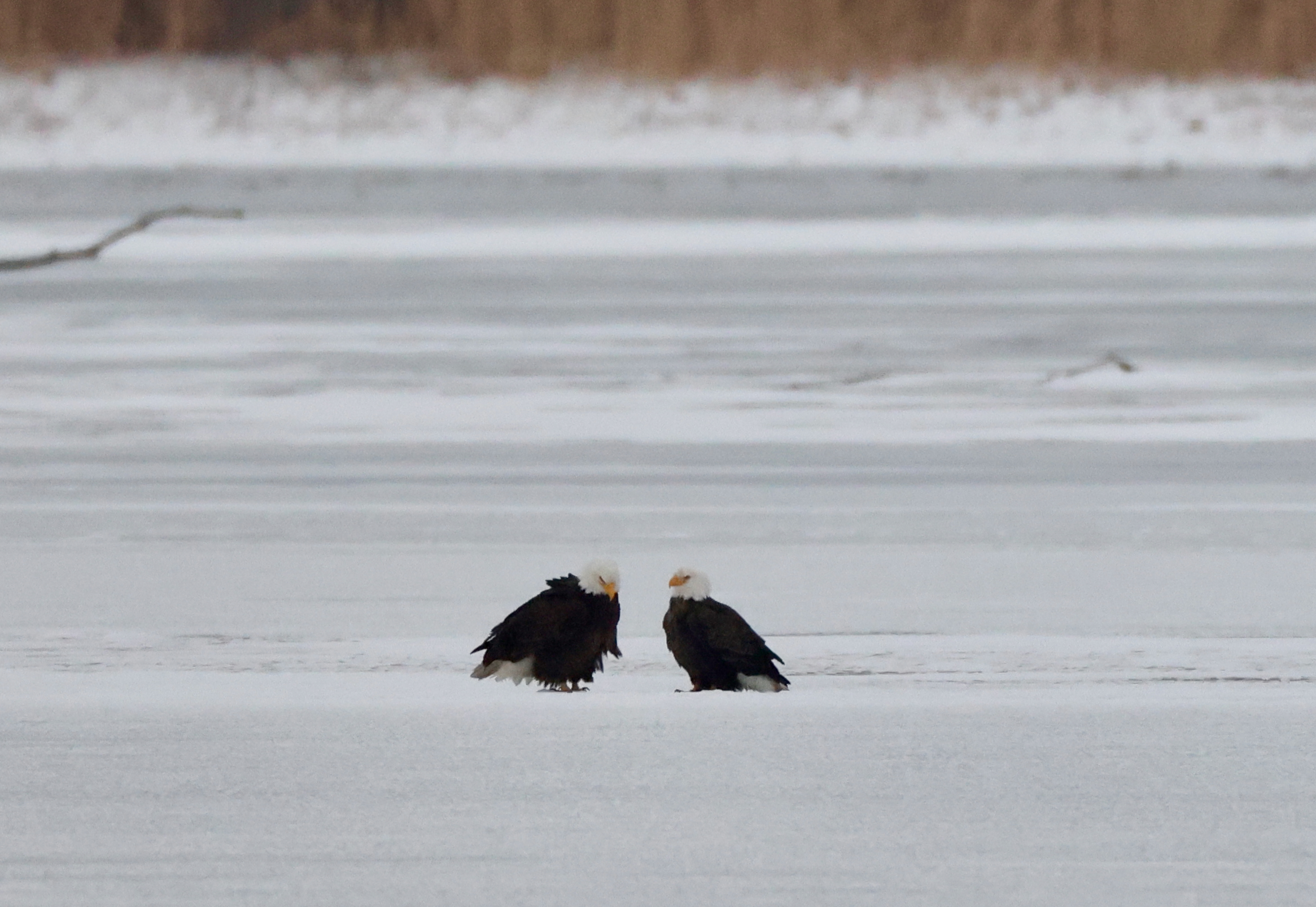 Pair of Bald Eagles