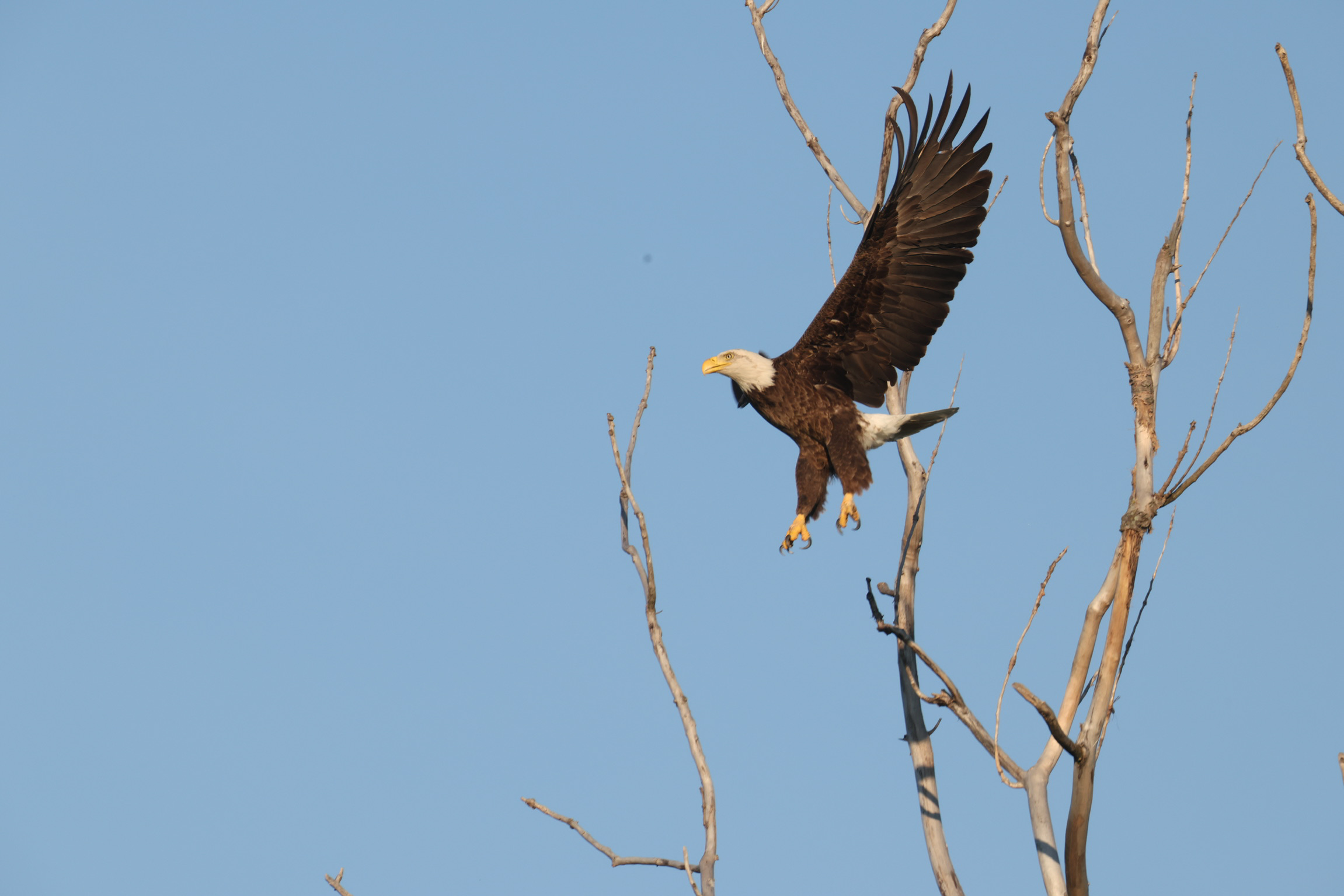 Bald Eagle Takeoff