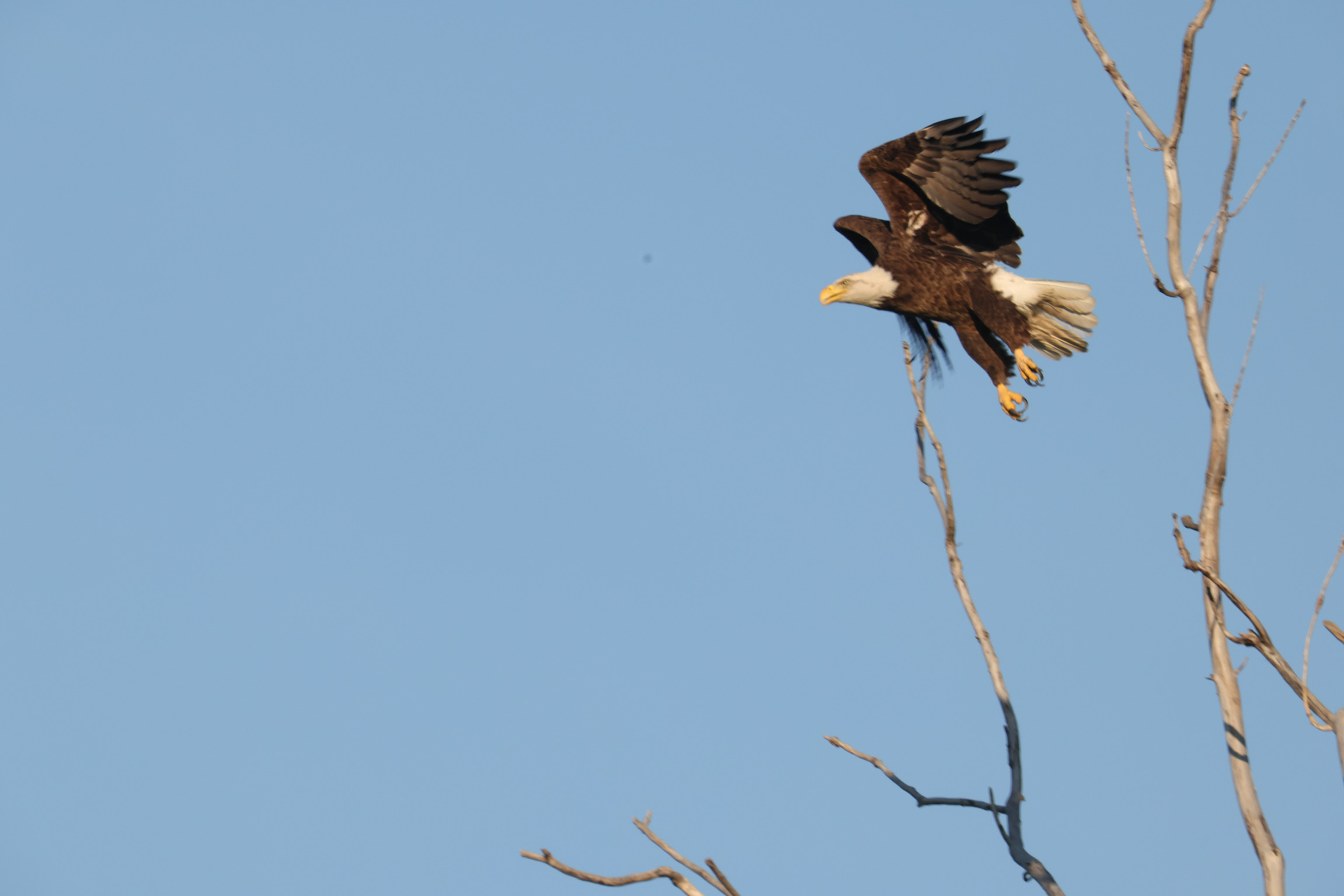 Eagle taking off 2
