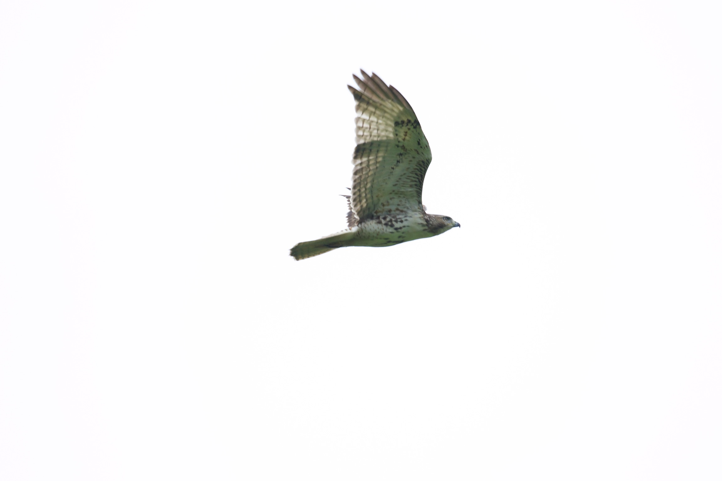 Red-shouldered Hawk Soaring