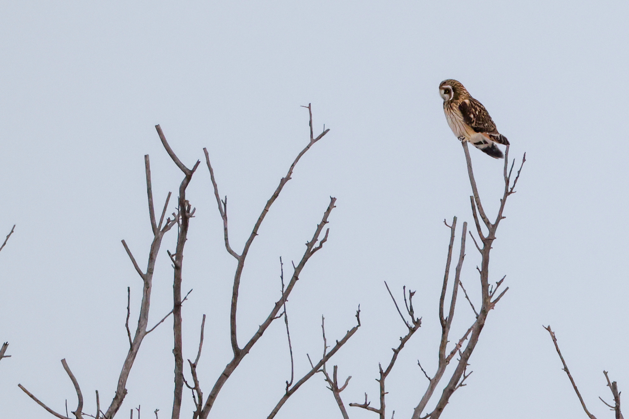 Short-eared Owl Perched