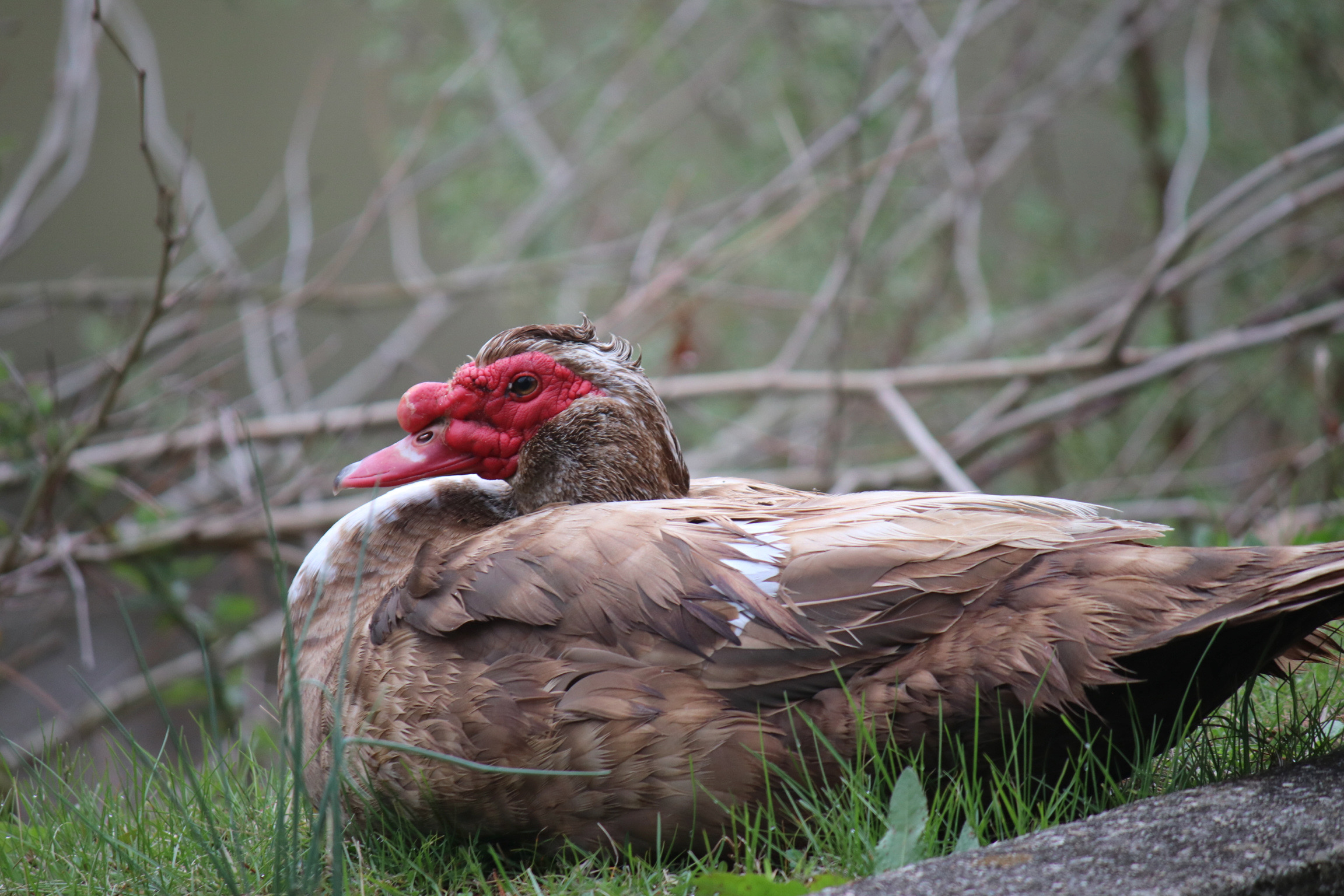 Muscovy Duck Portrait