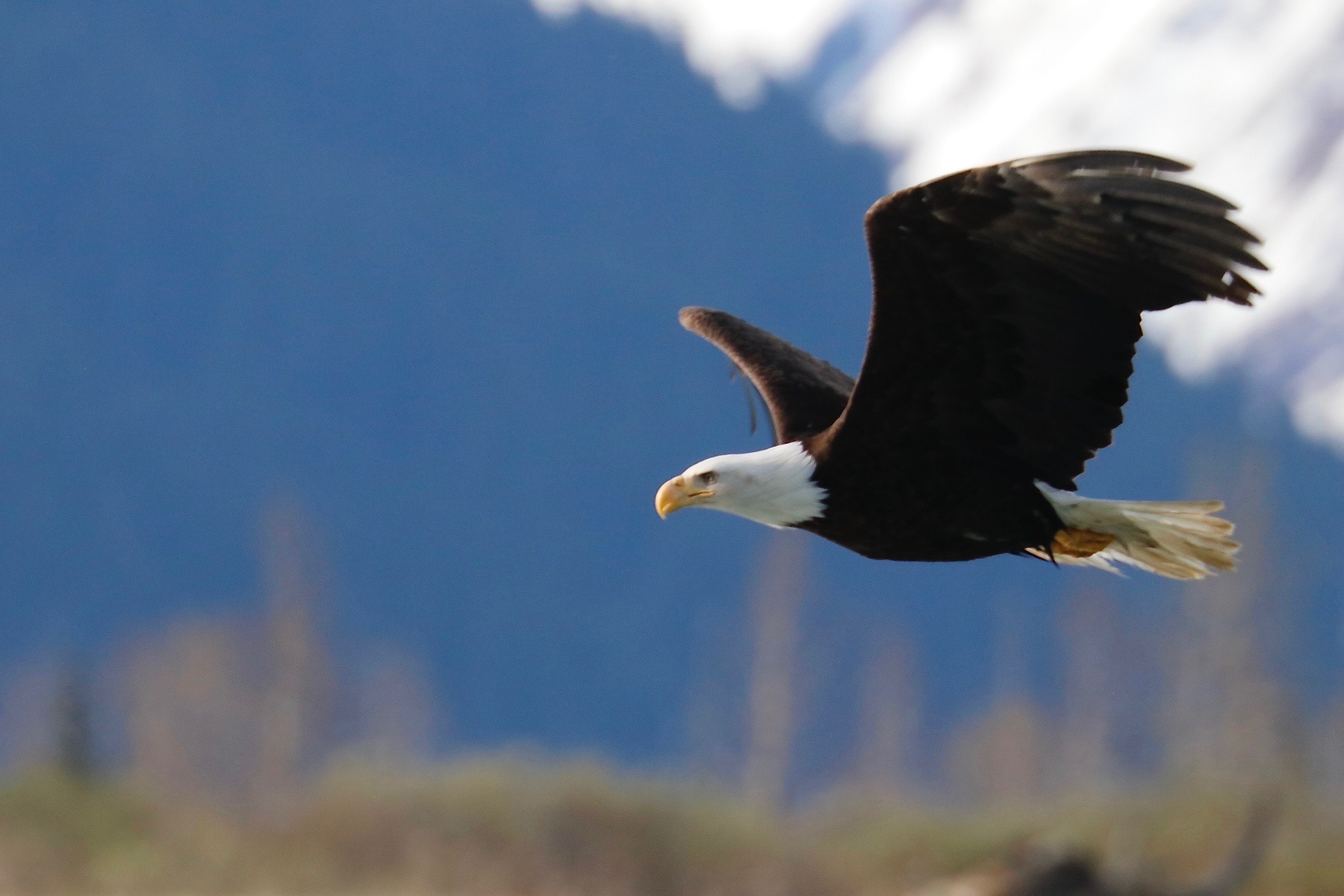 Bald Eagle Against Snowy Peaks