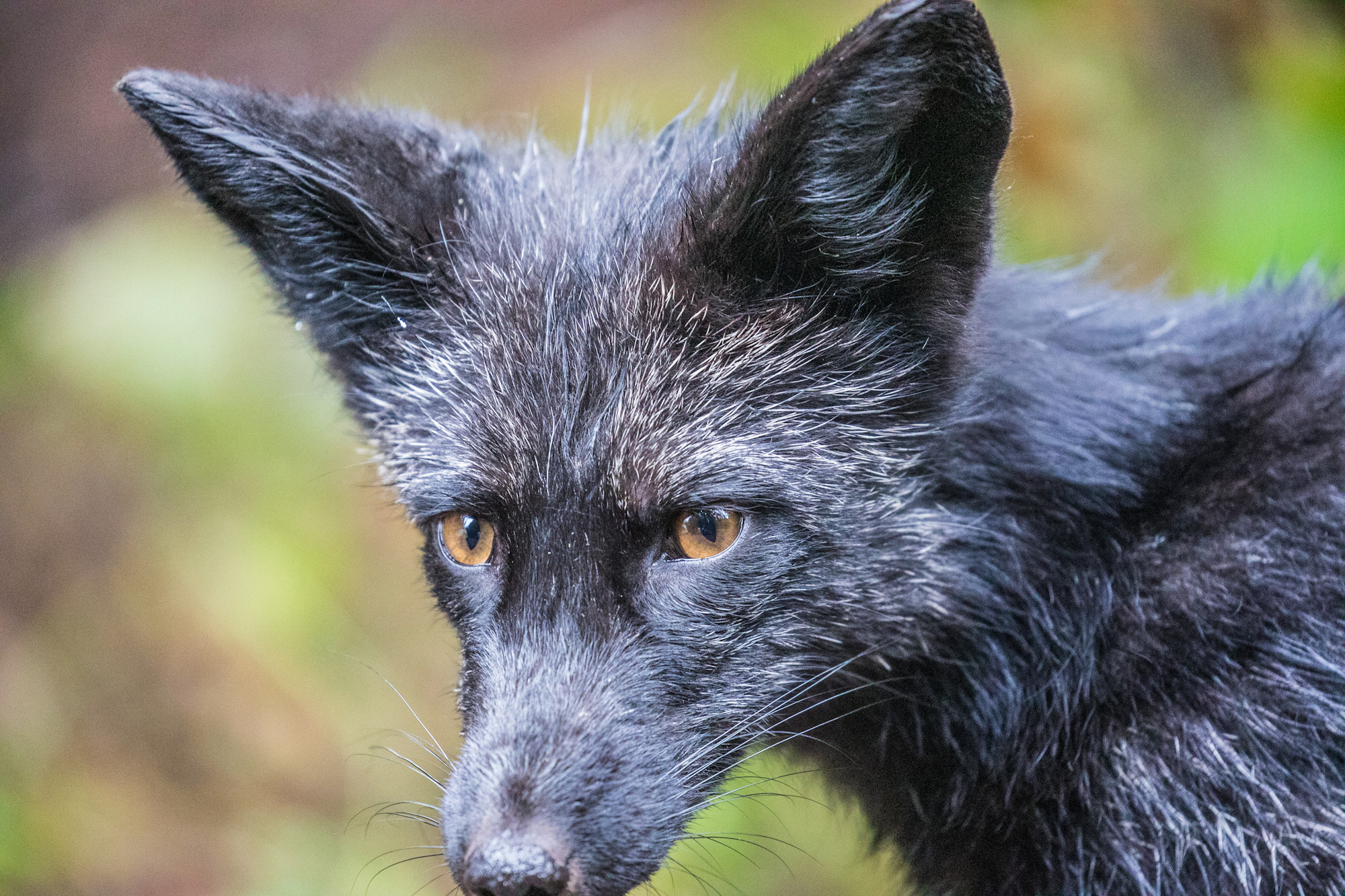 Silver fox (aka black fox) close up. Melanistic