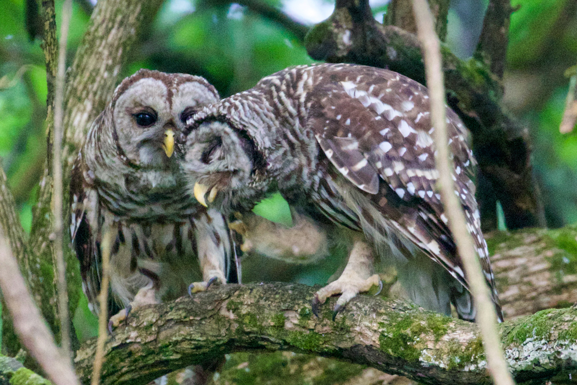 Barred Owls Cuddling