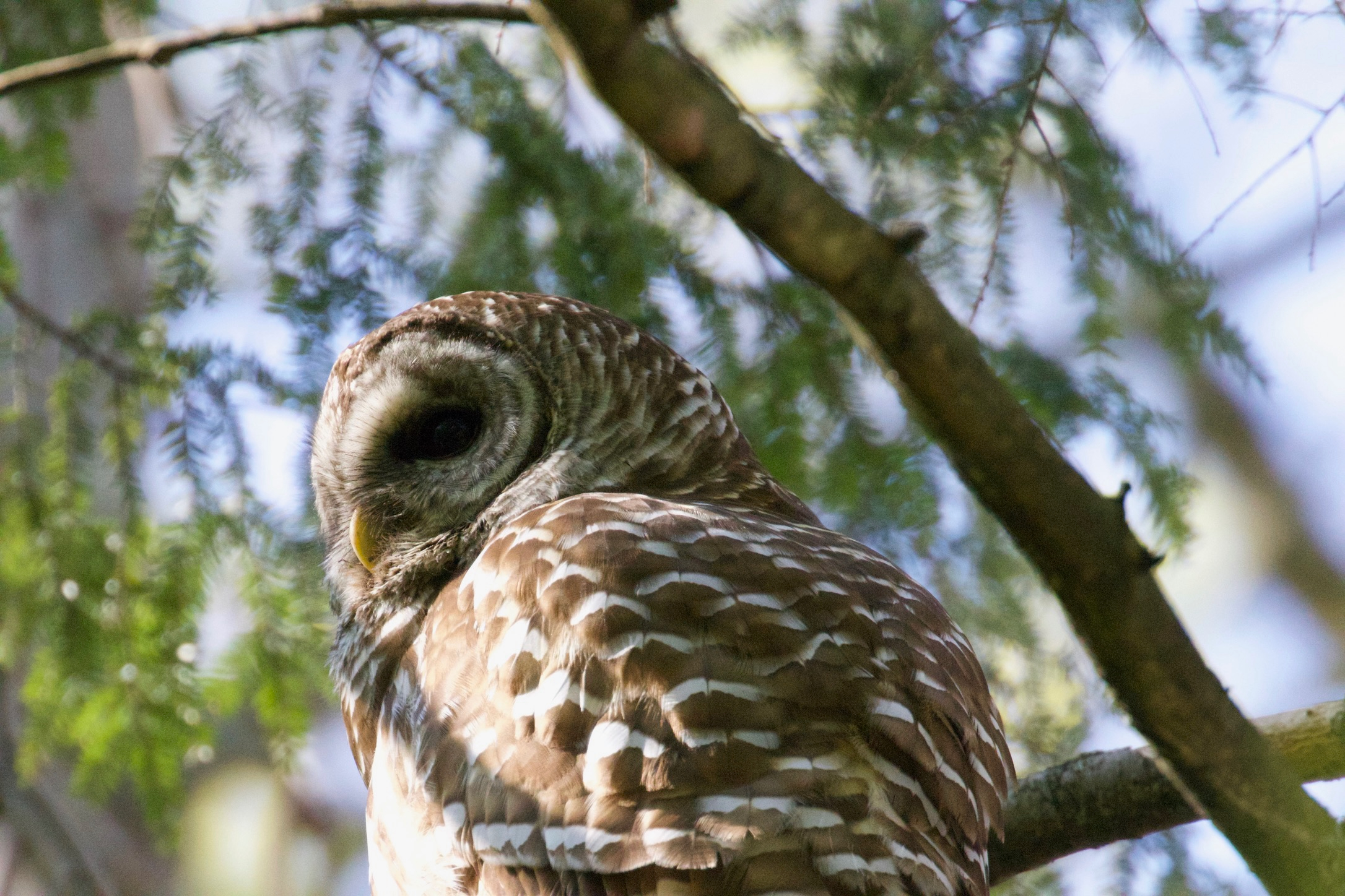 Barred Owl Sunbathing