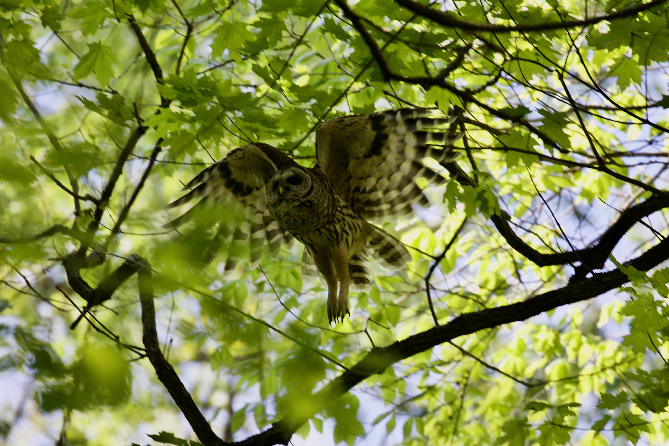 Barred Owl Taking Flight