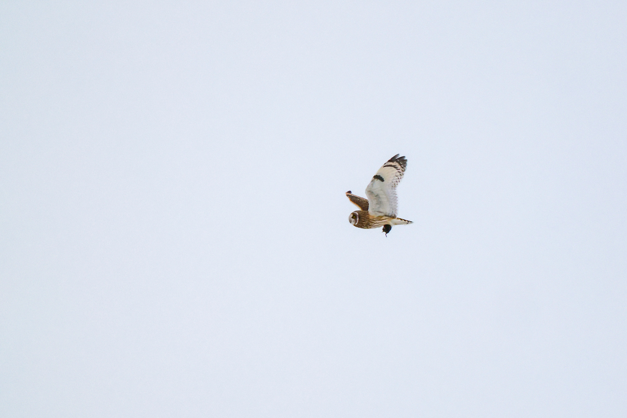 Short-eared Owl with Prey