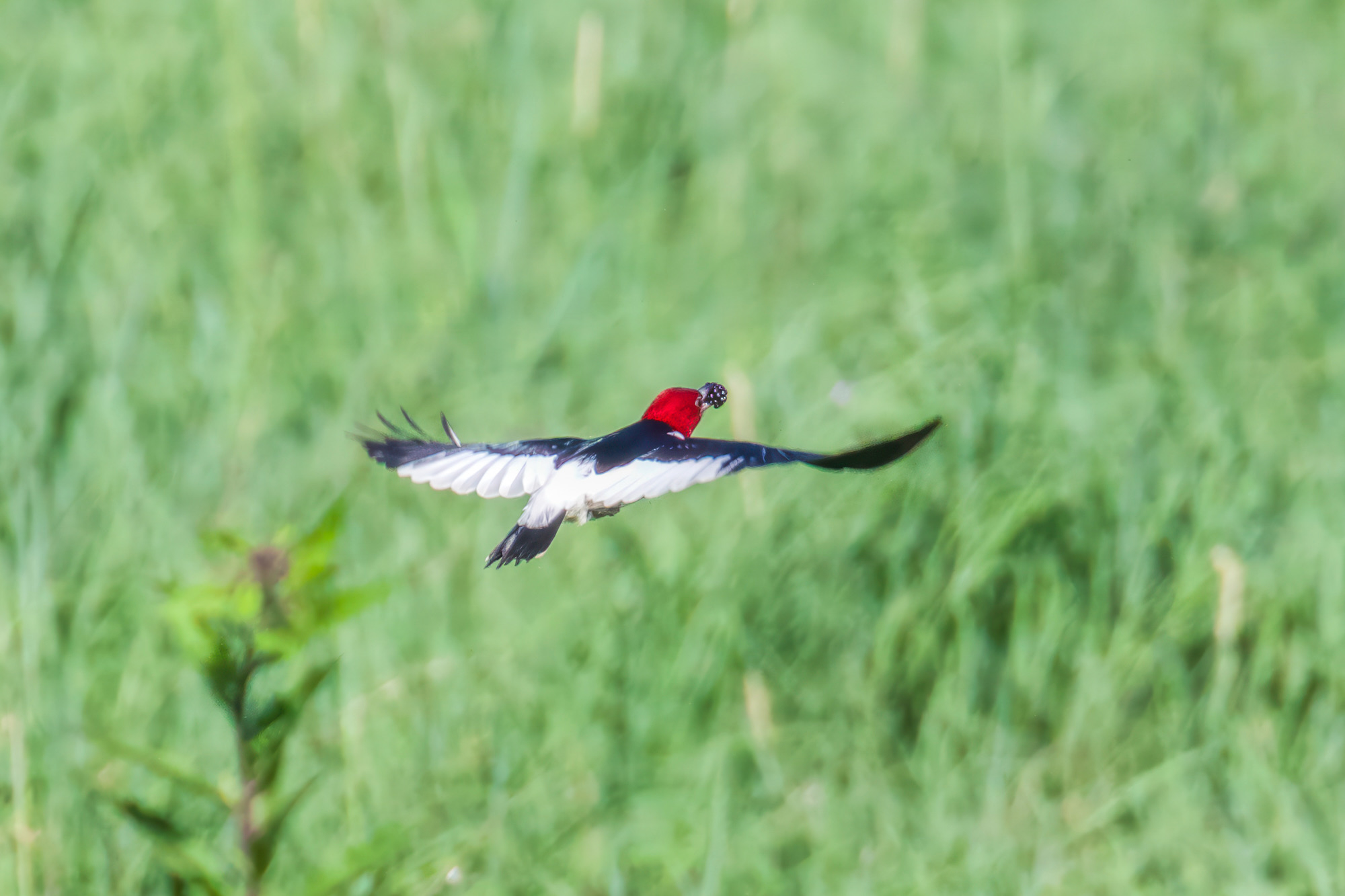 Red-headed Woodpecker Wings Spread