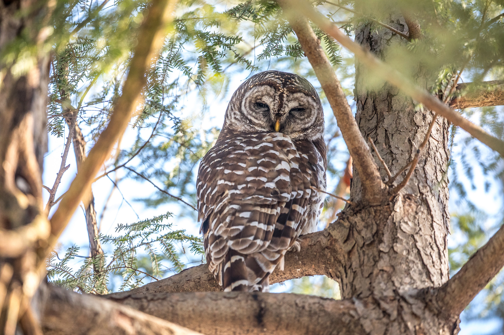 Barred Owl Morning Nap