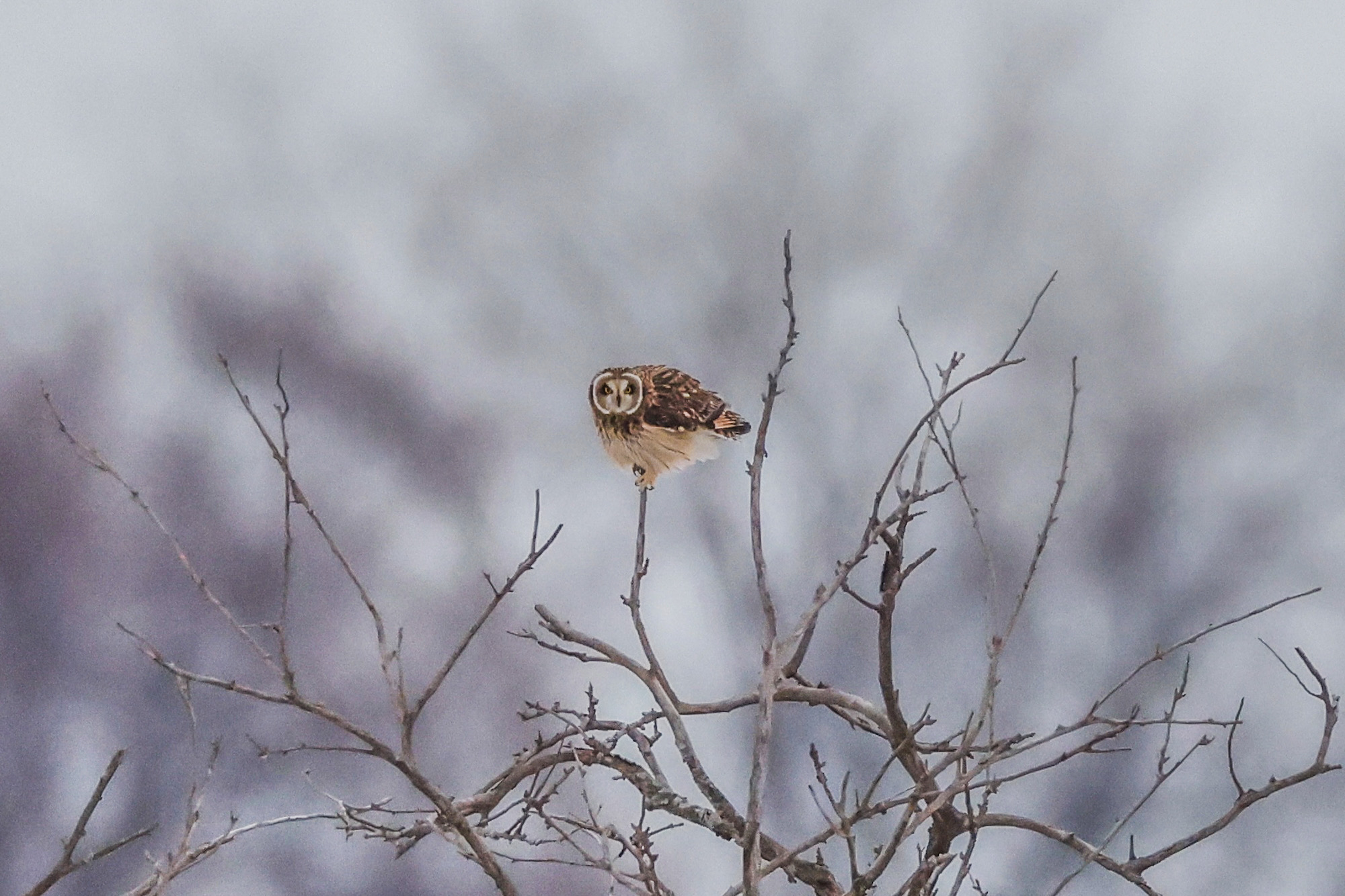Short-eared Owl Portrait