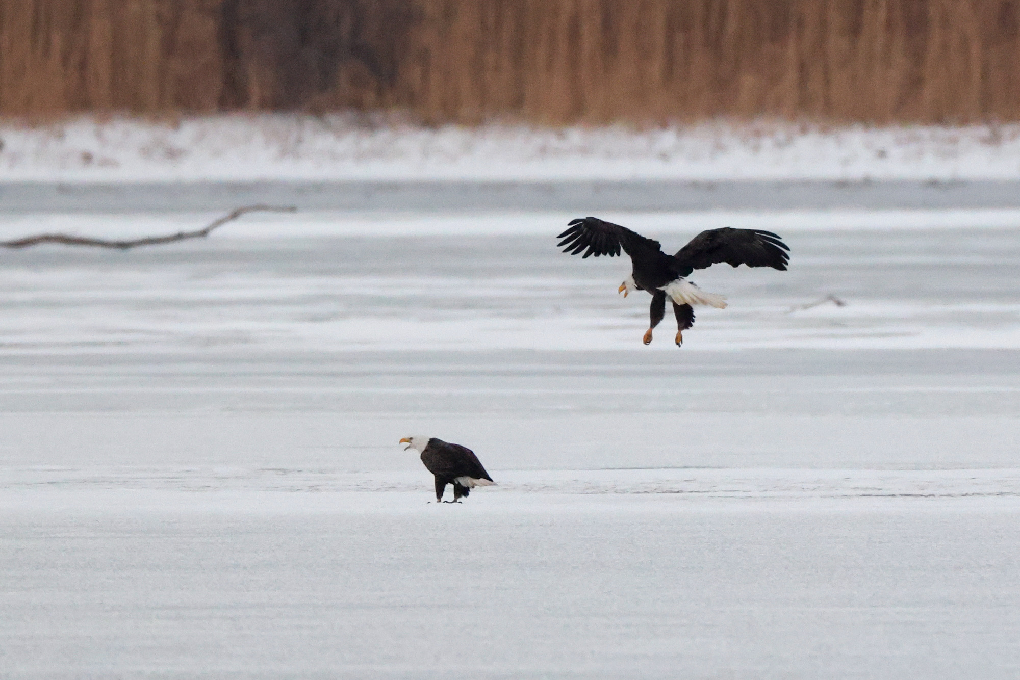 Bald Eagle Courtship Dance