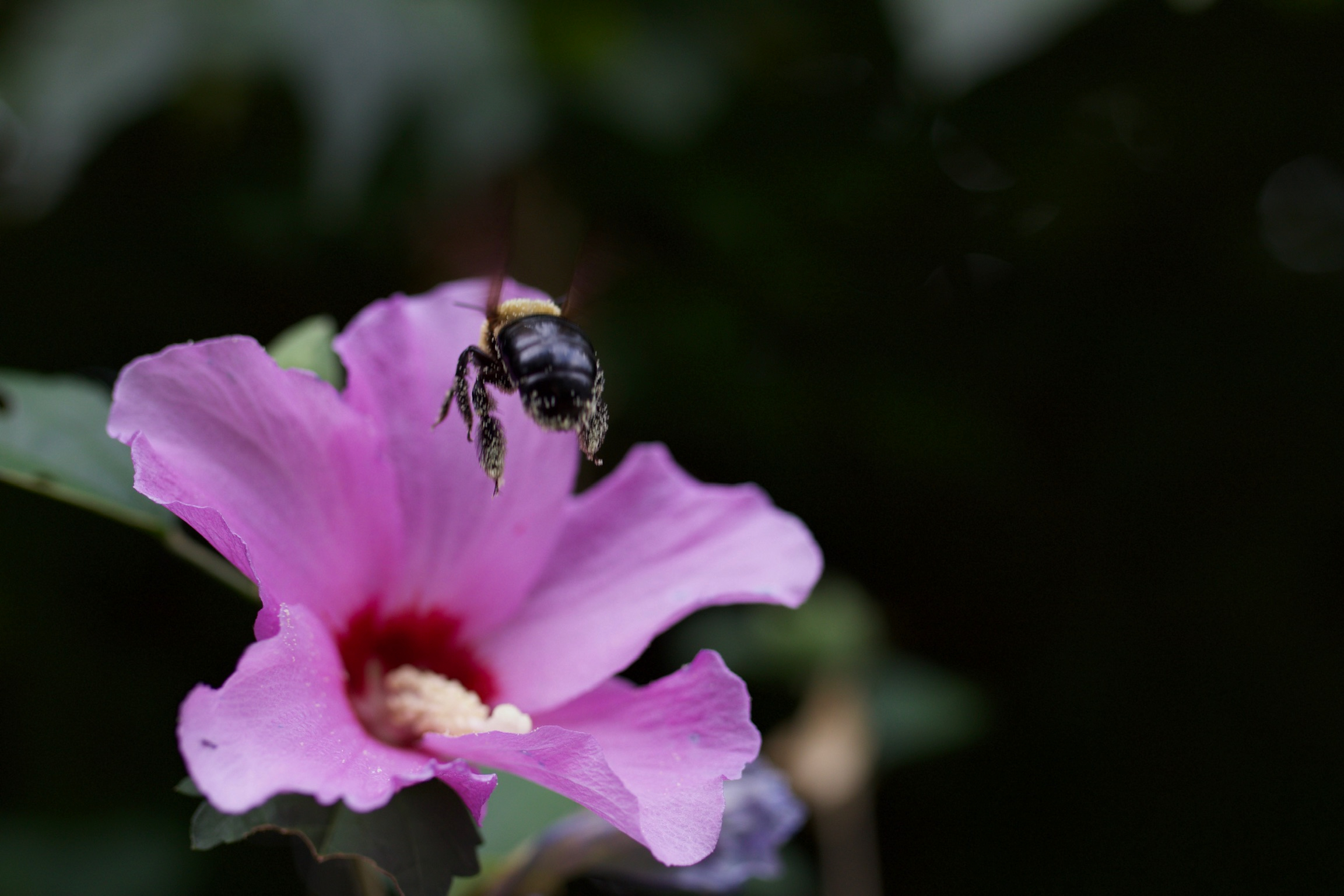 Bumblebee Over Flower