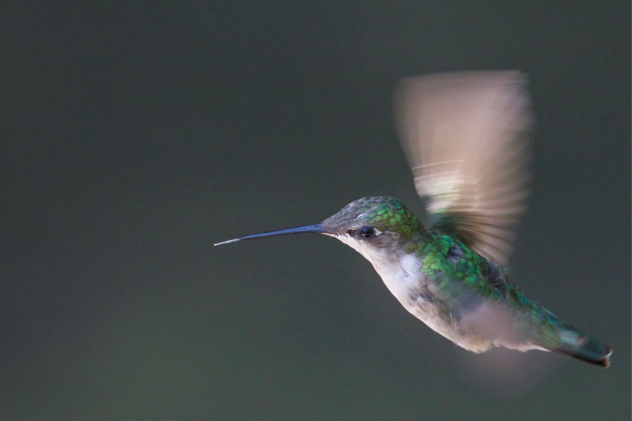 Hummingbird Tongue Out