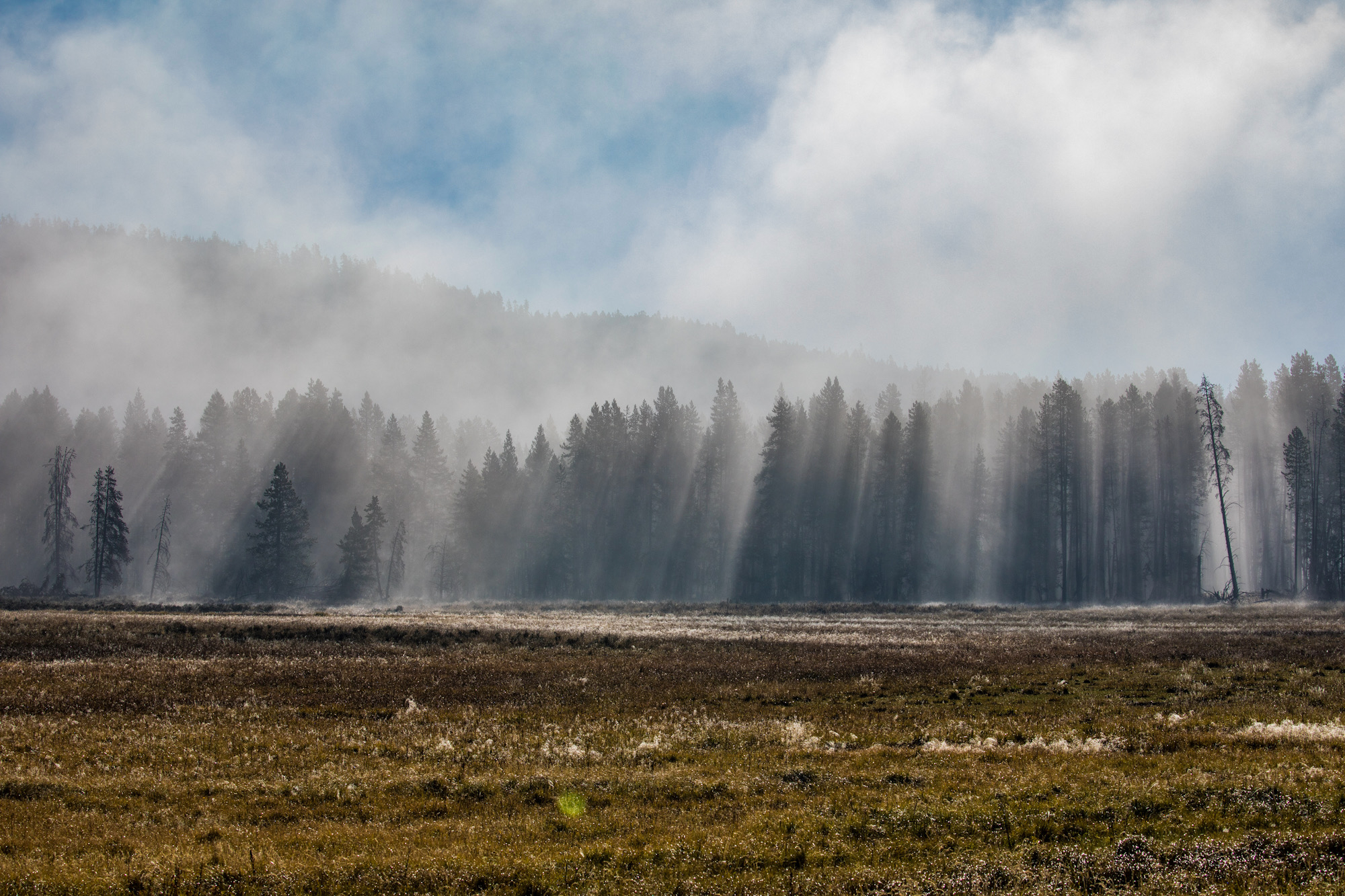 Sunbeams Through the Forest