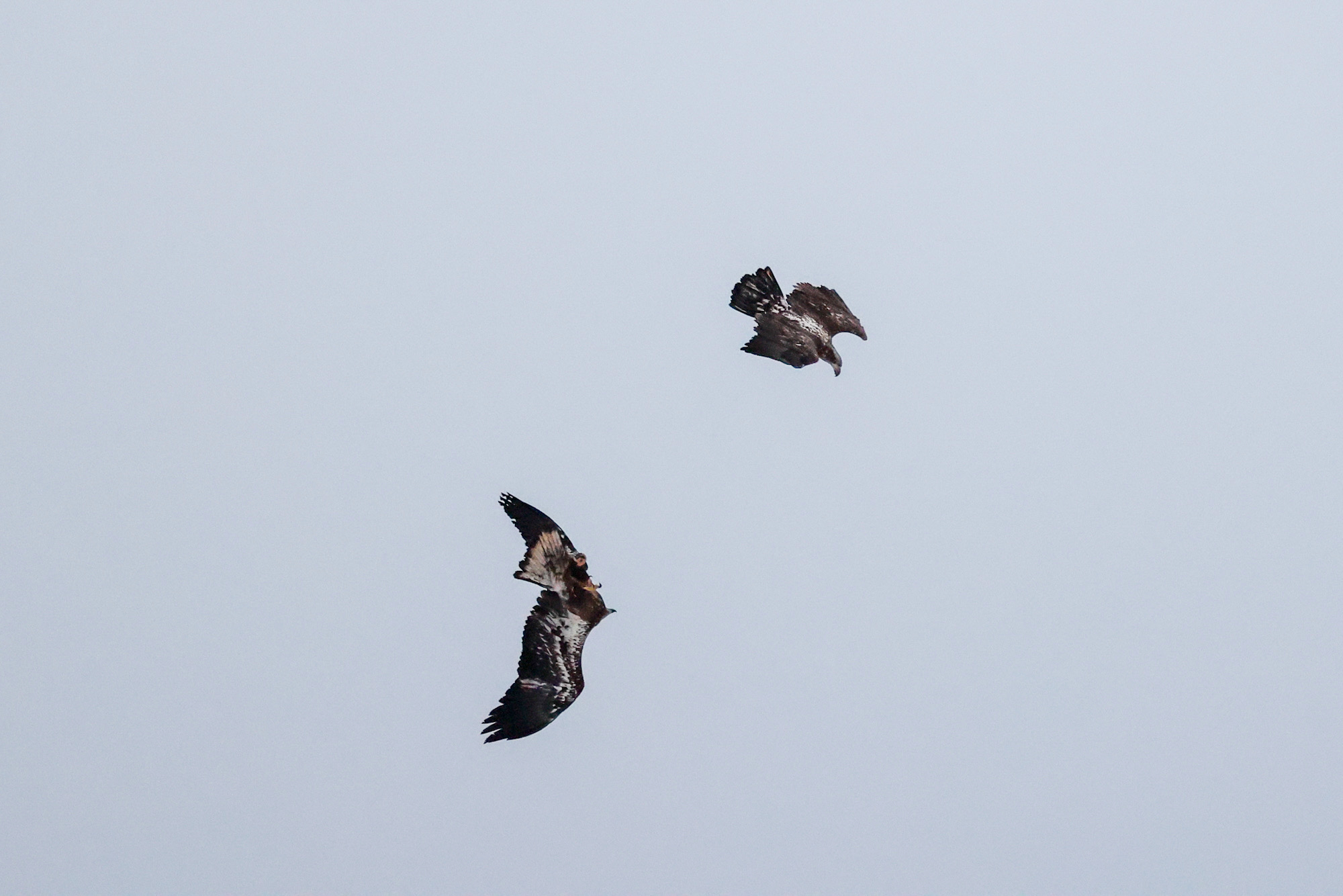 Juvenile Bald Eagles Aerial Play