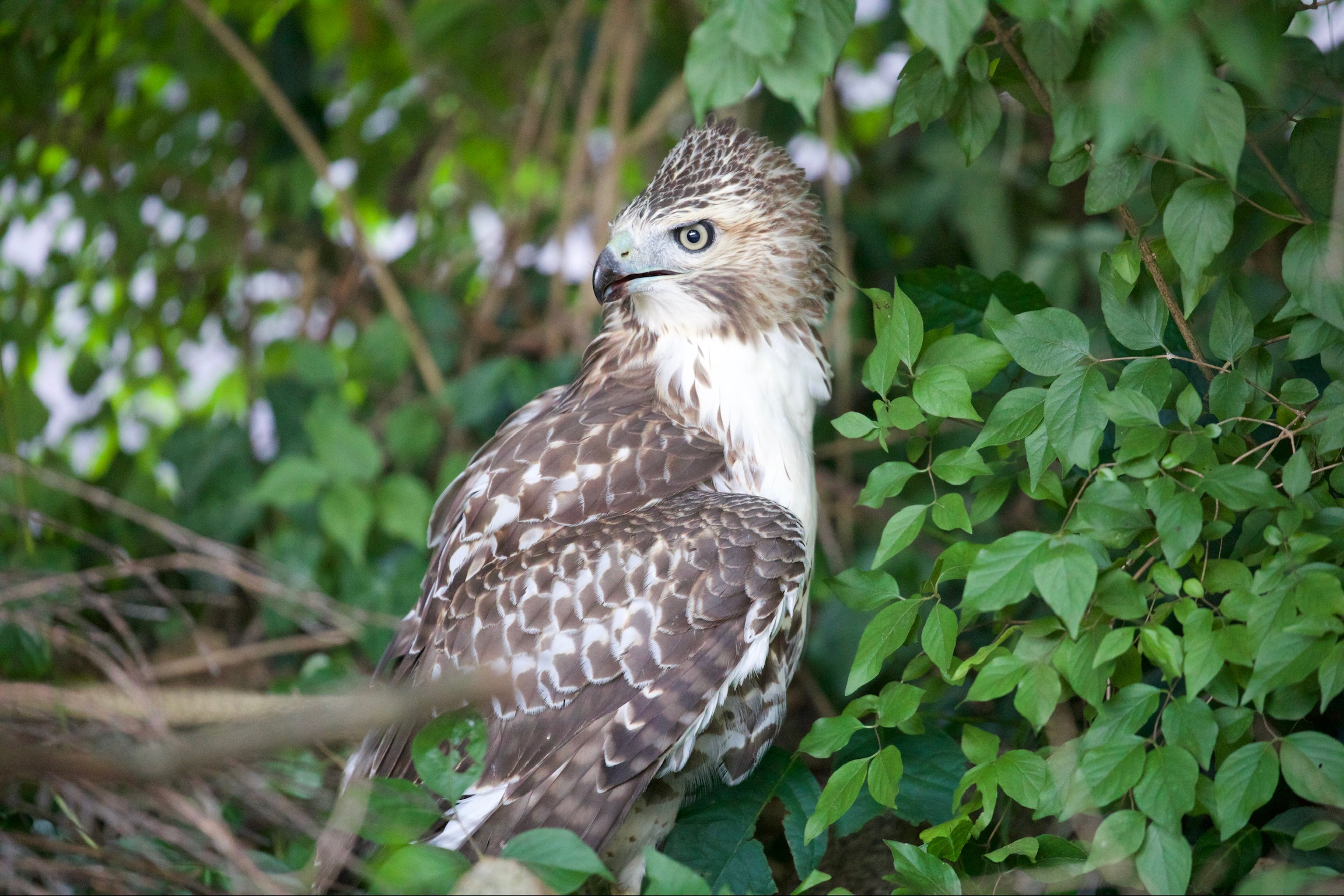Red-tailed Hawk with Squirrel