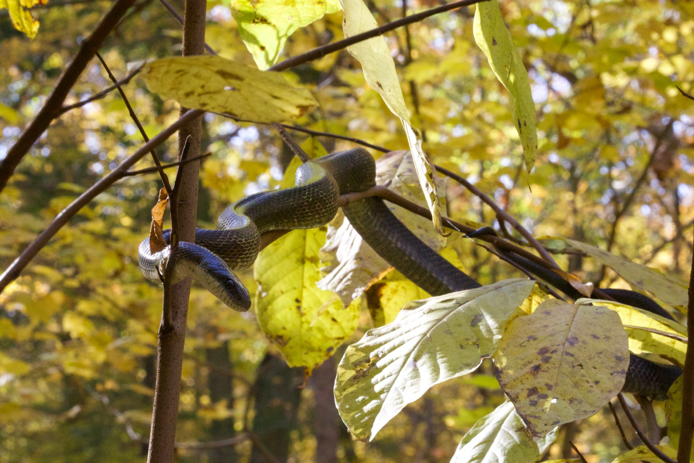 Black Rat Snake on the Trail