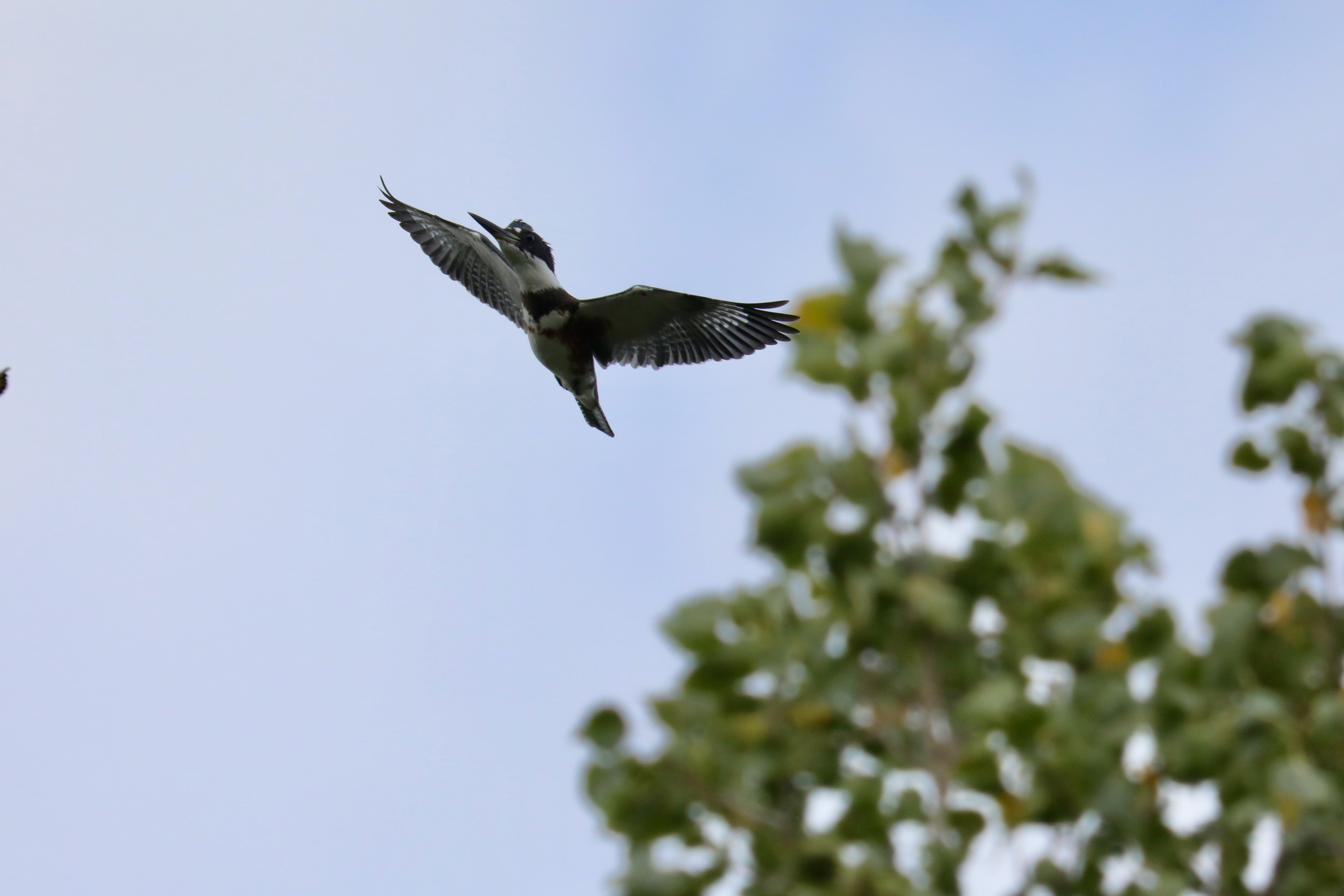 Belted kingfisher in Flight