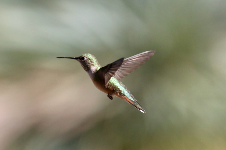 Broad-tailed Hummingbird in Flight