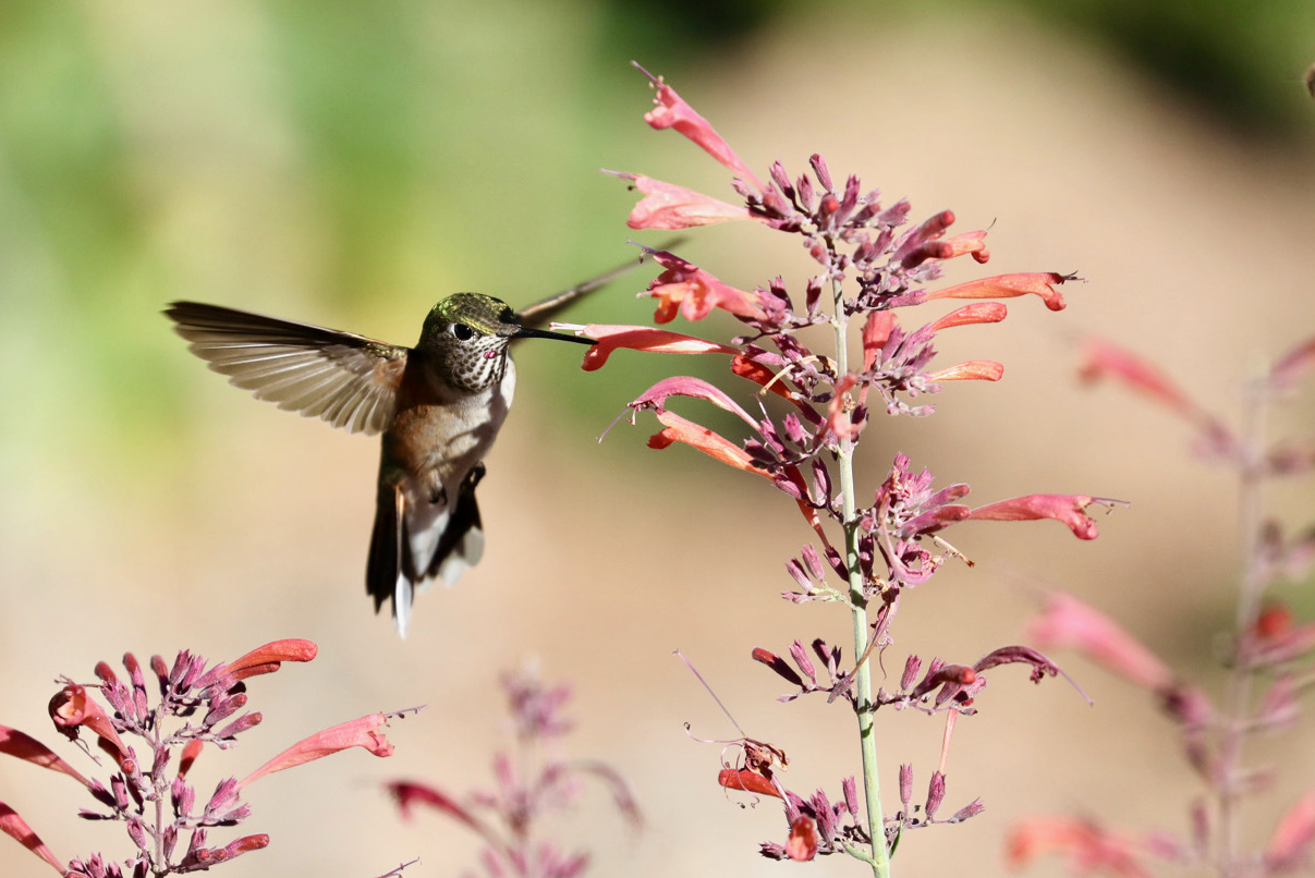 Broad-tailed Hummingbird