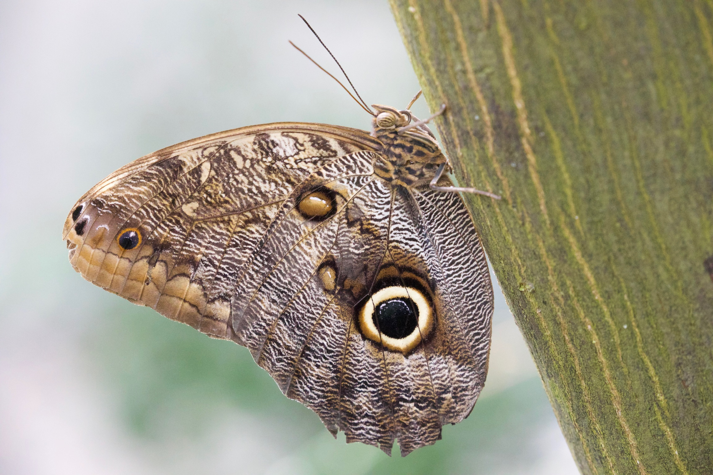 Owl Butterfly