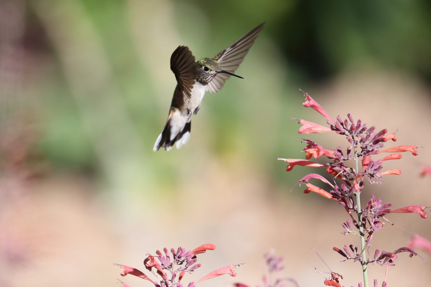 Broad-tailed Hummingbird 2