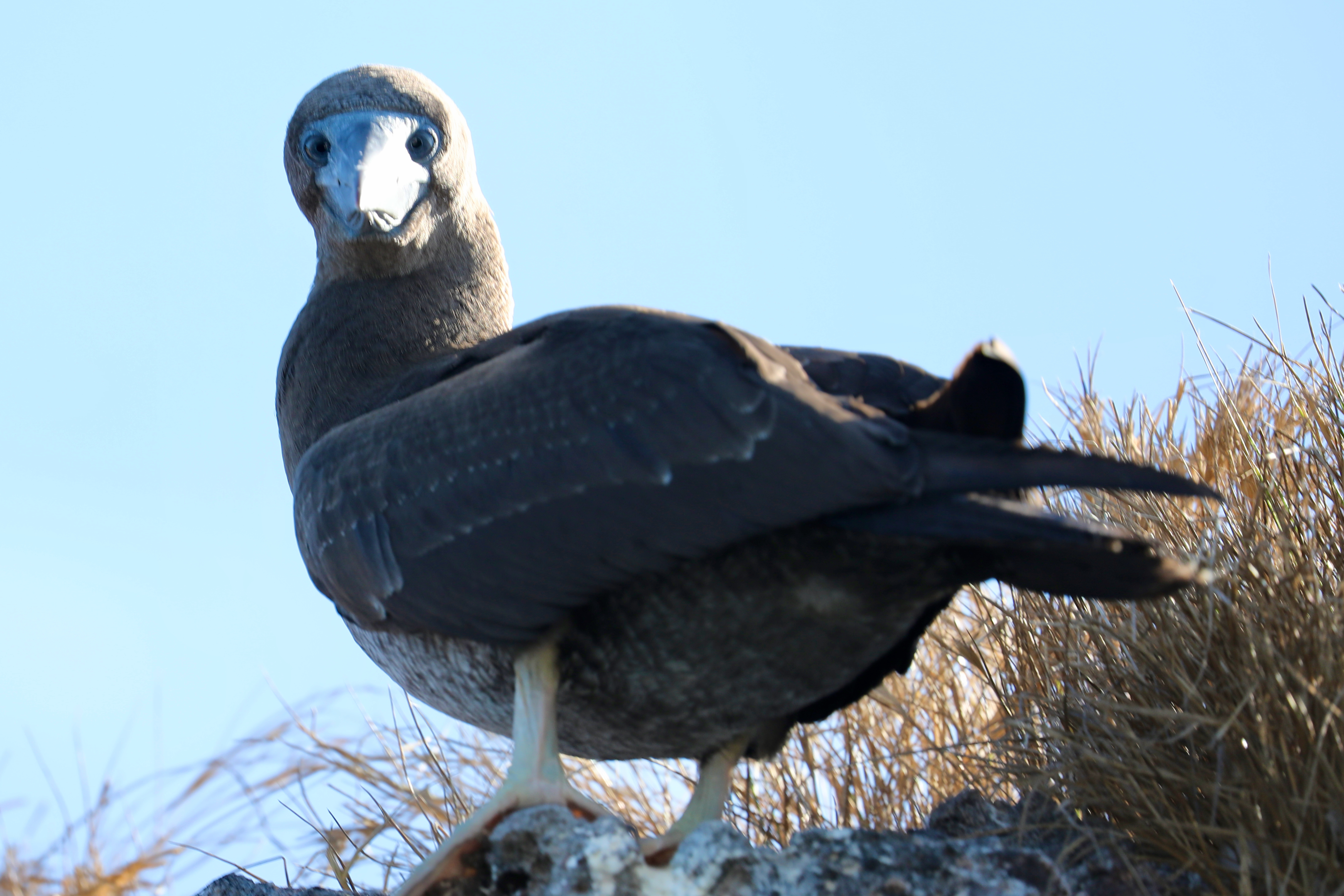 Brown booby