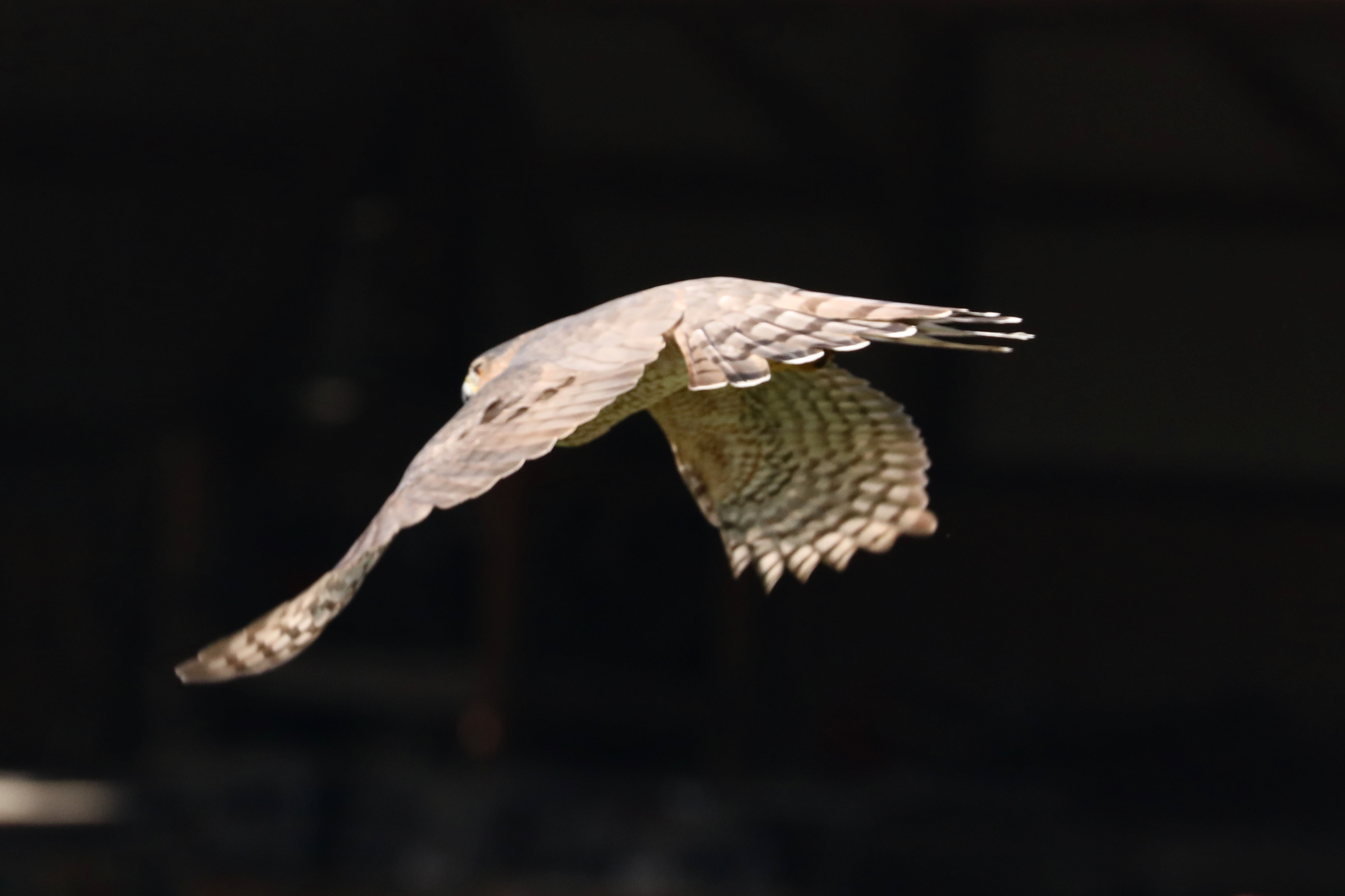 Cooper's hawk Feeding