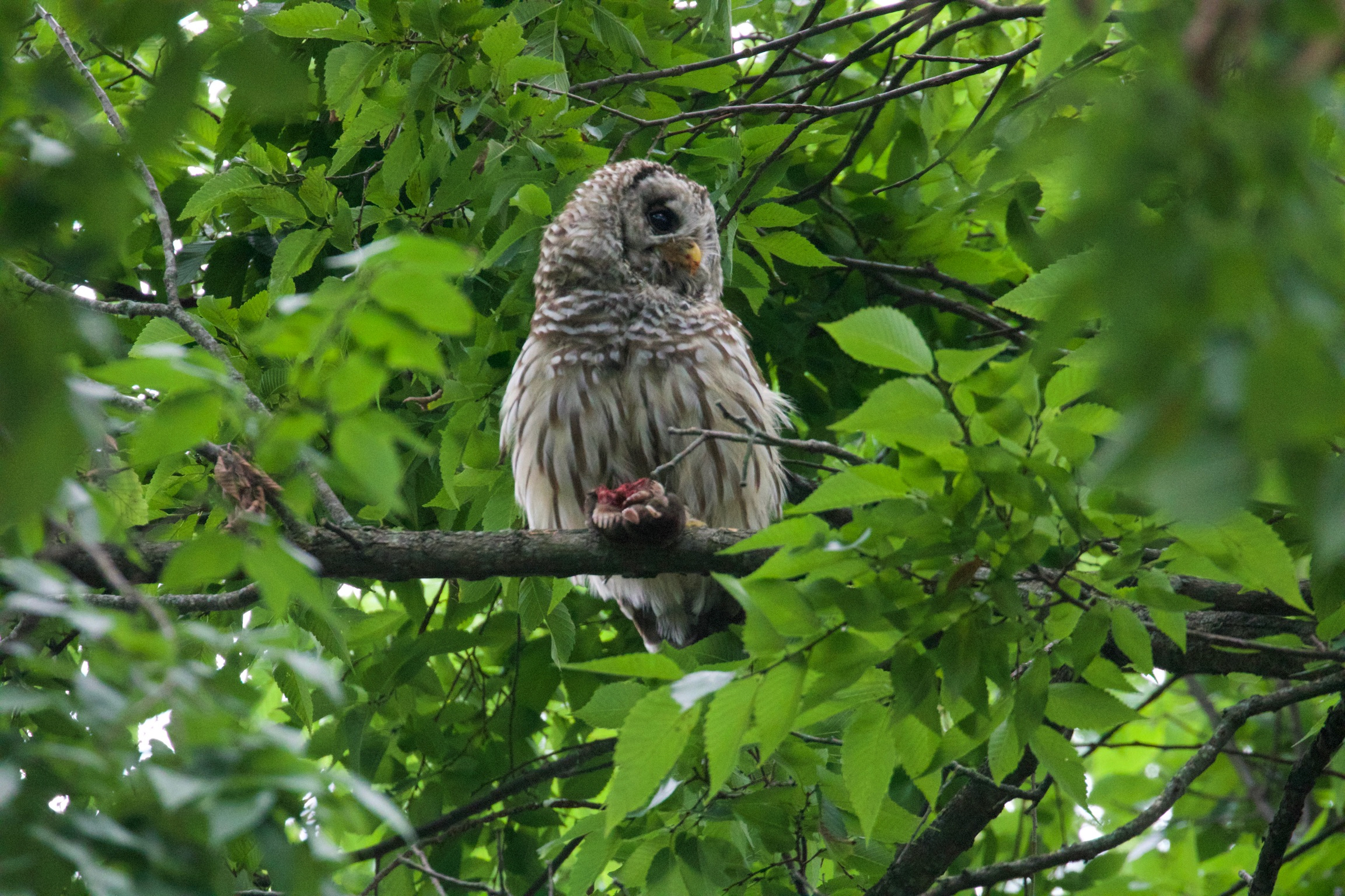 Barred owl