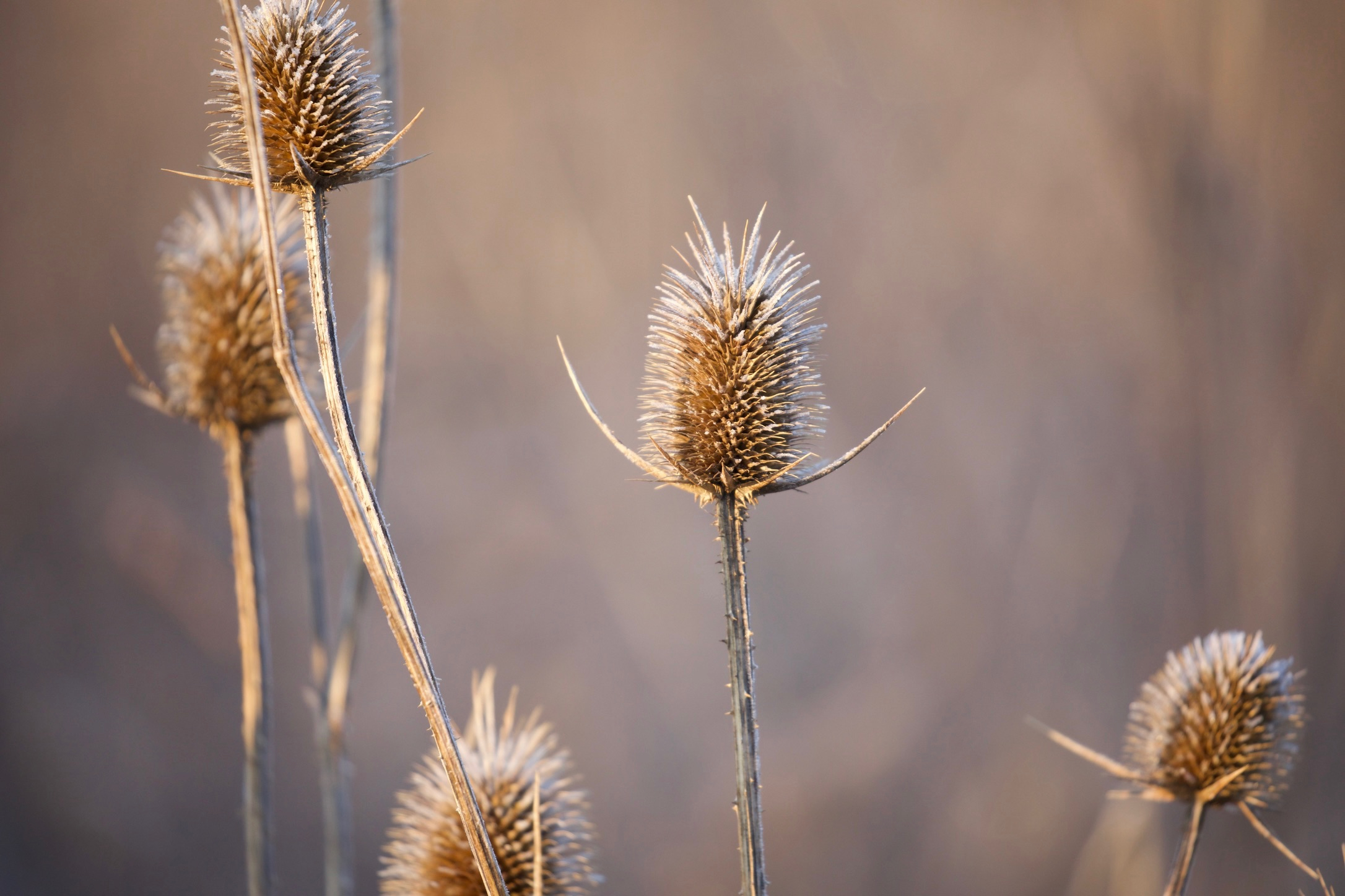 Frosty Thistle