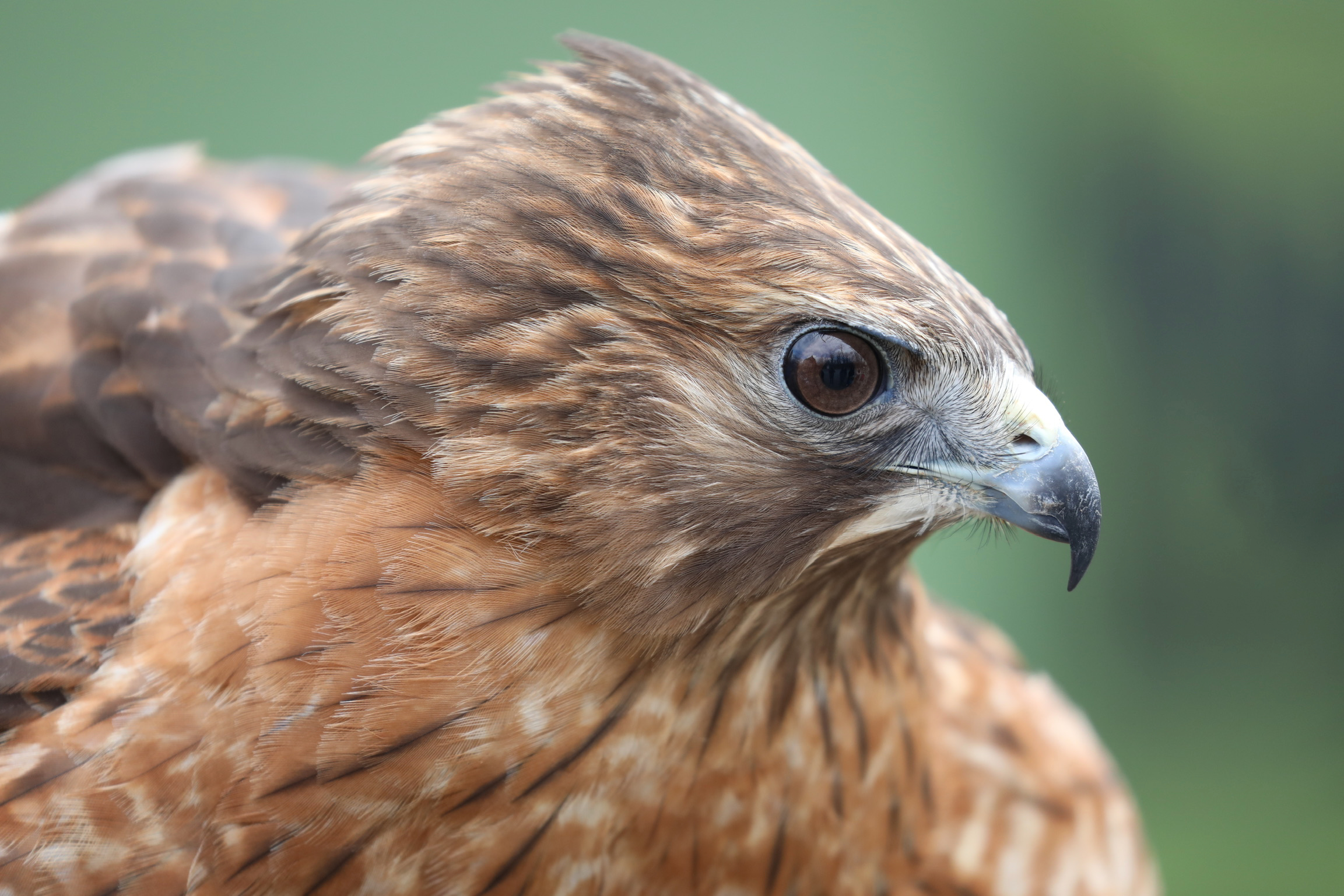 Red-tailed hawk 3
