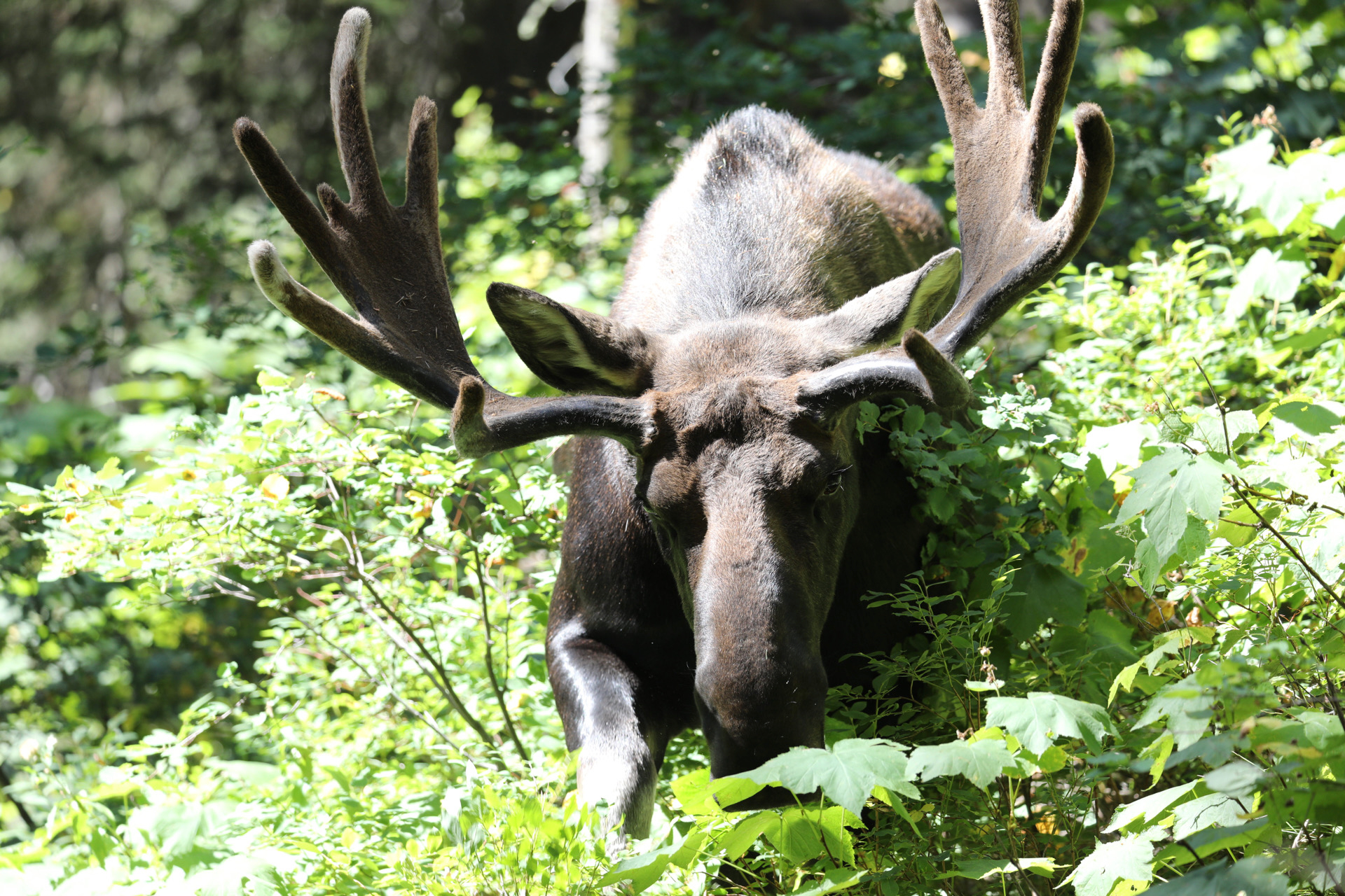 Moose 2