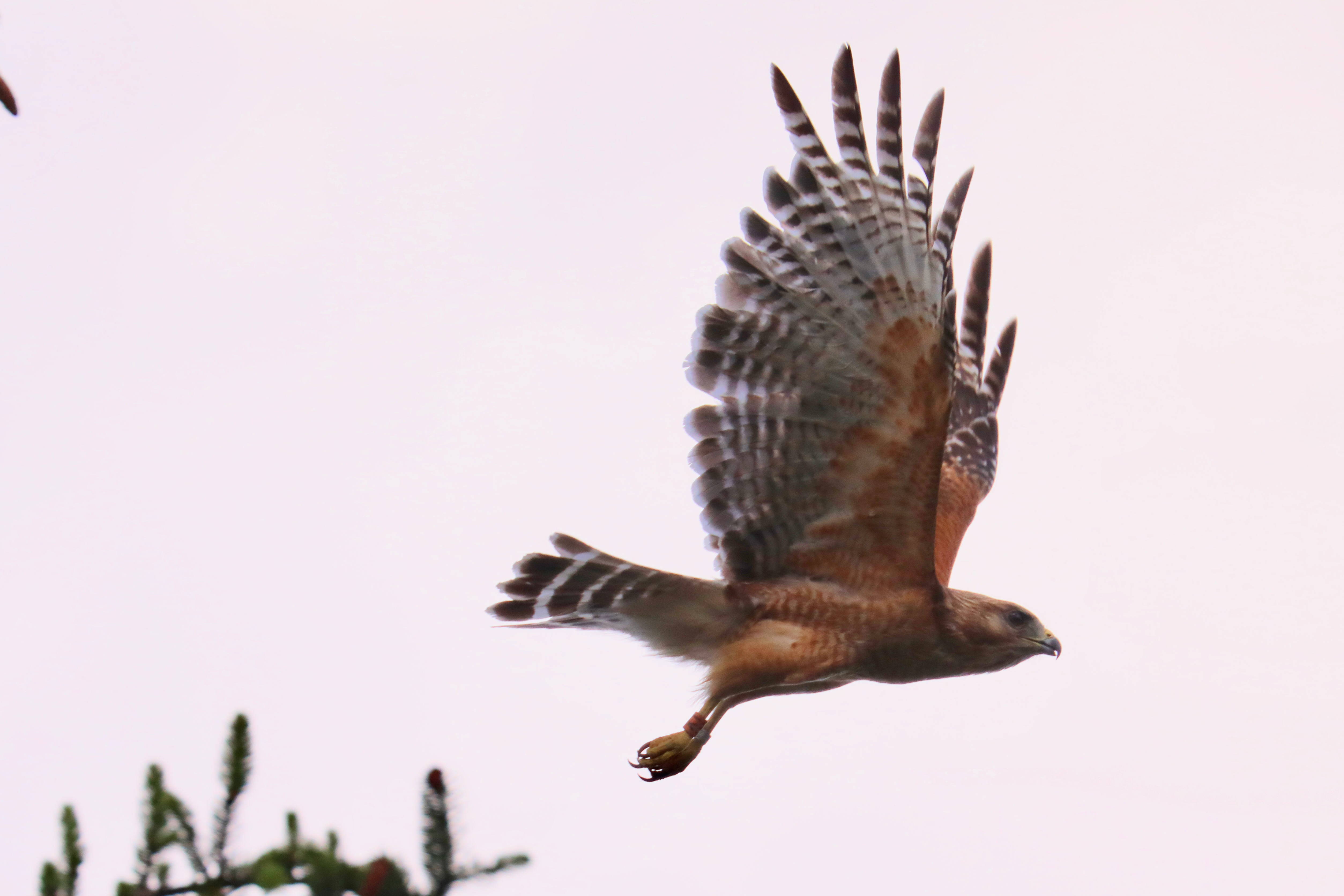 Red-shouldered hawk