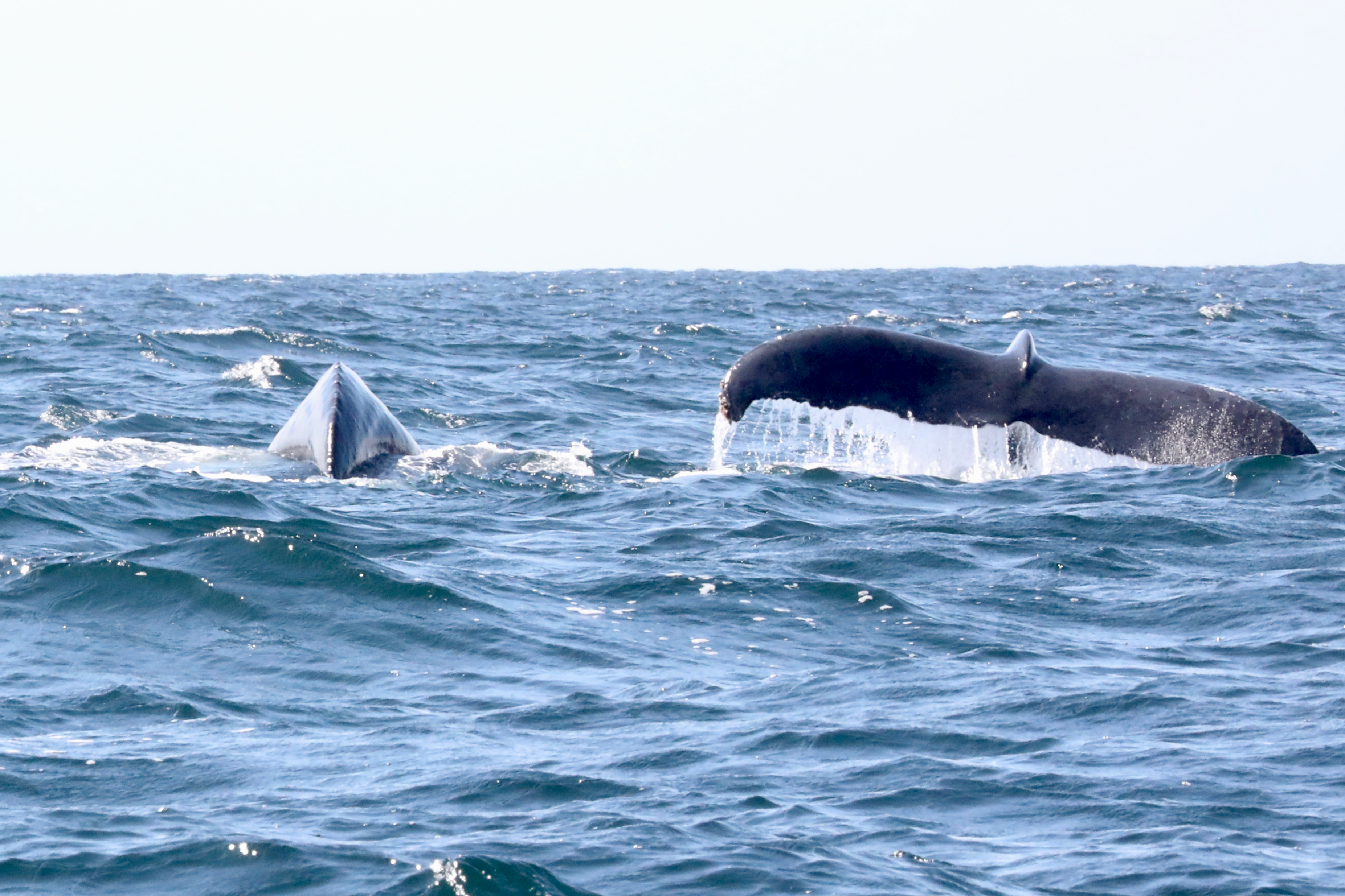 Humpback whales Swimming