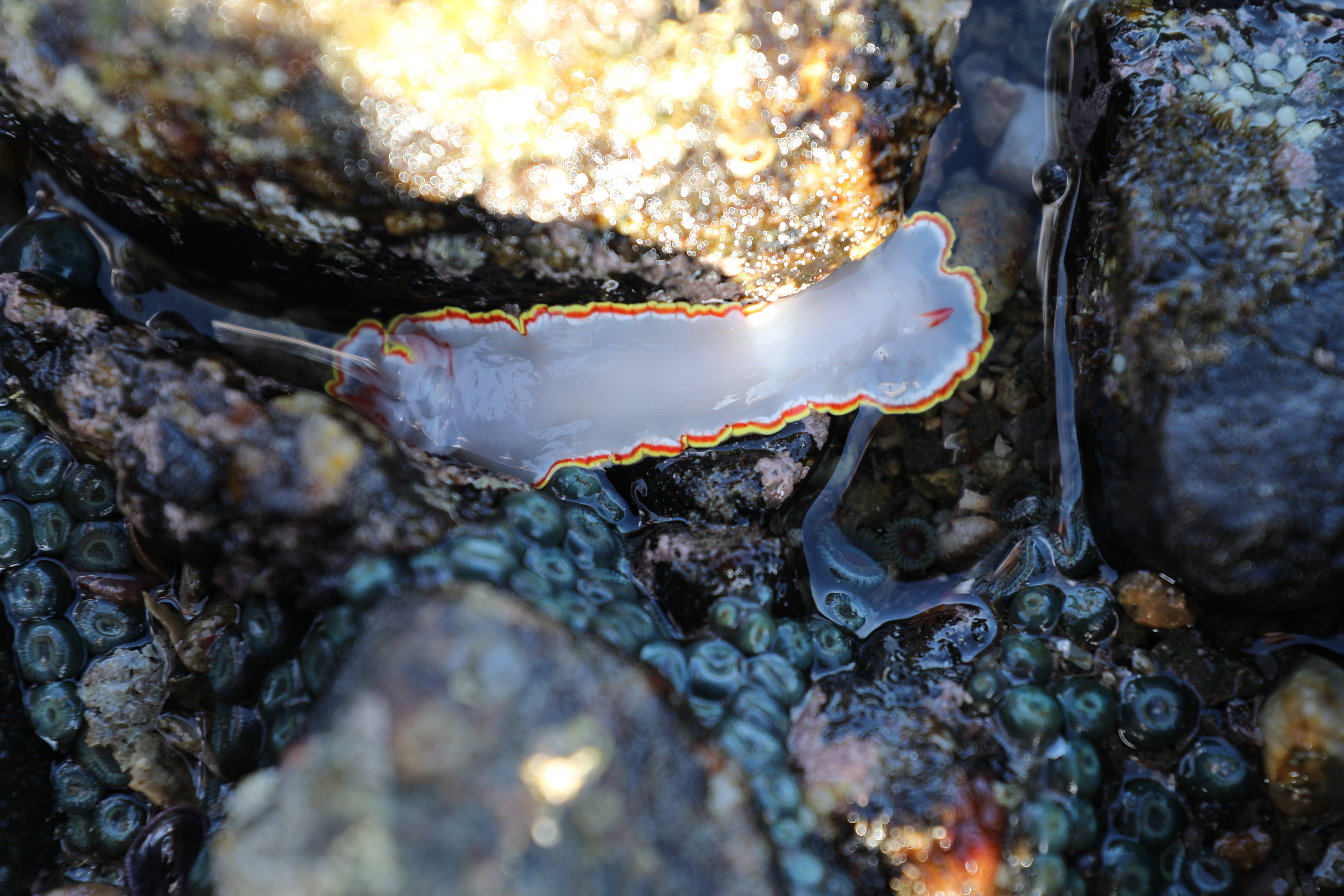 Diosa de puntas rojas