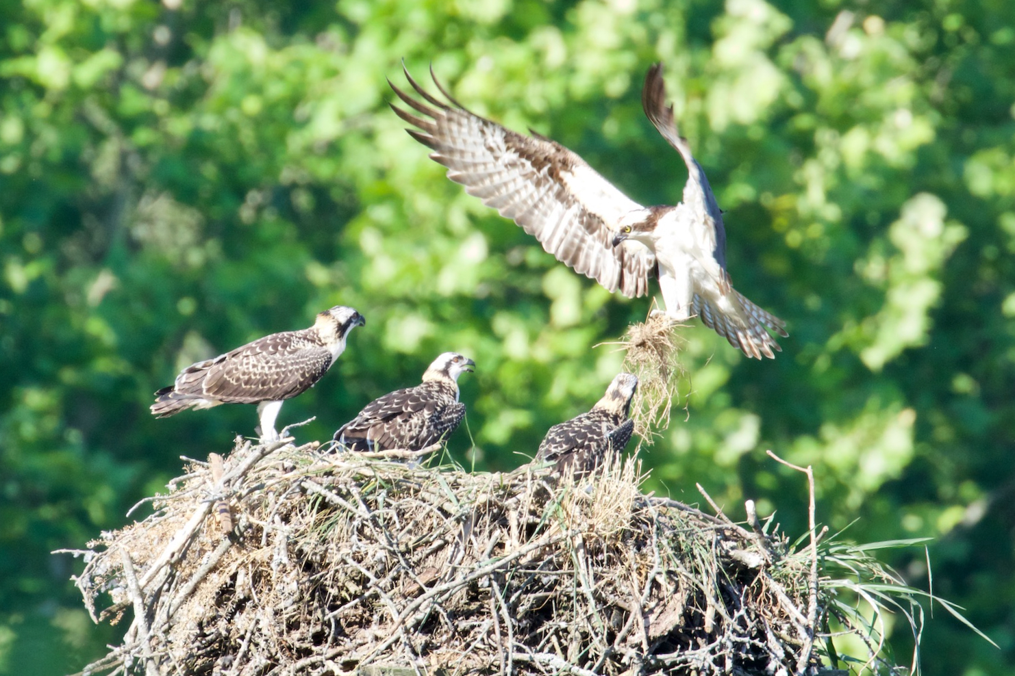 Osprey Juvenile