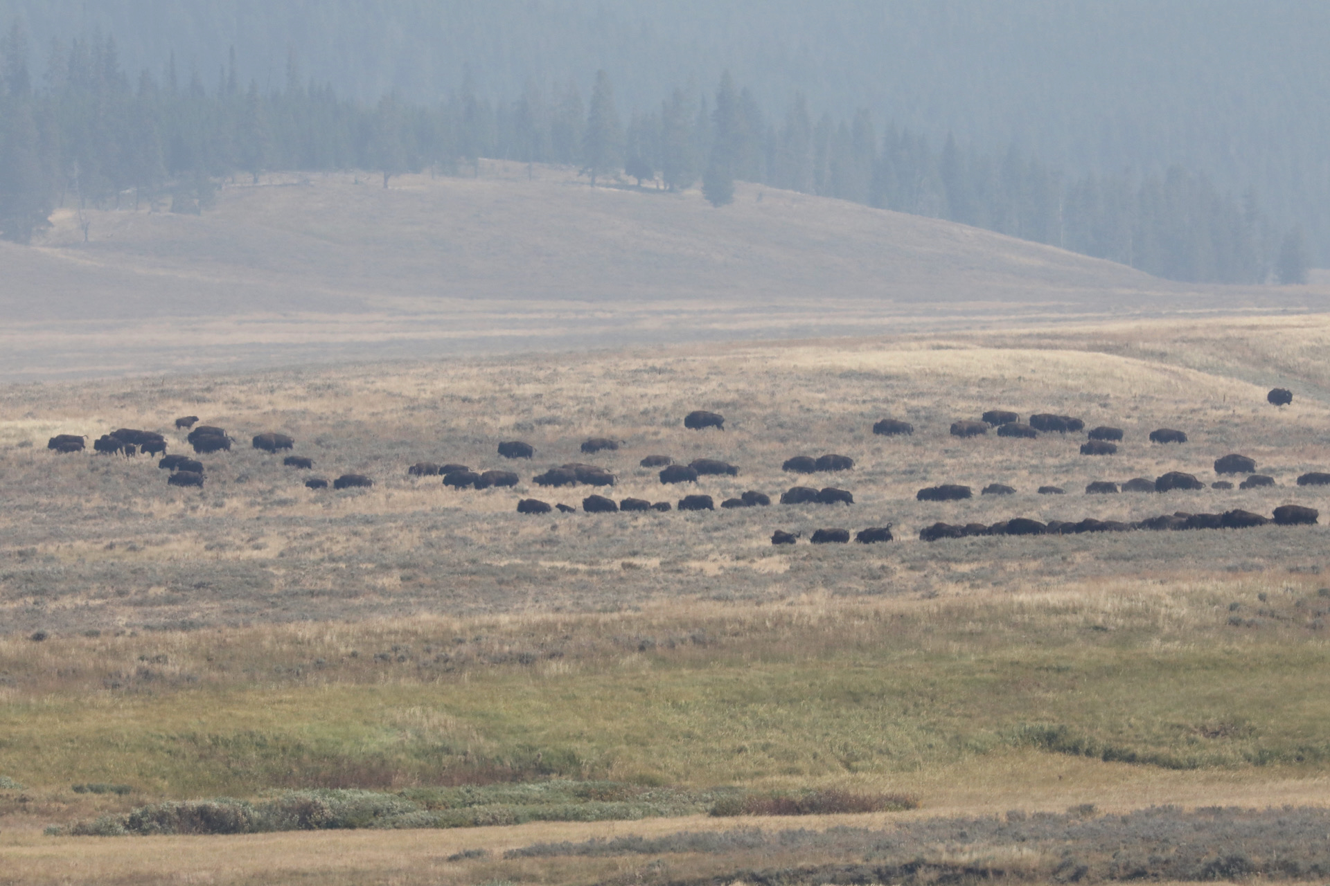 American bison Running