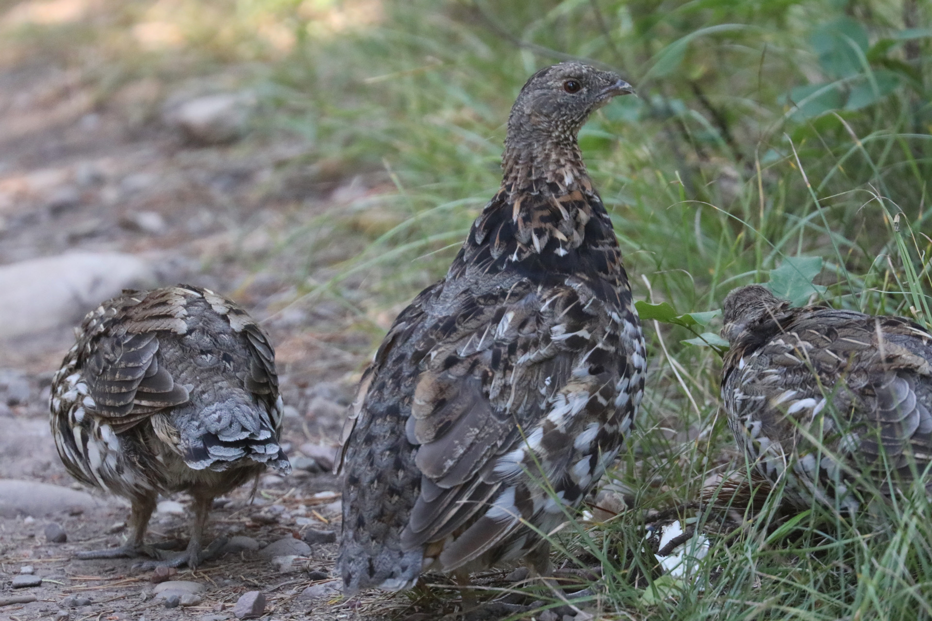 Ruffed Grouse