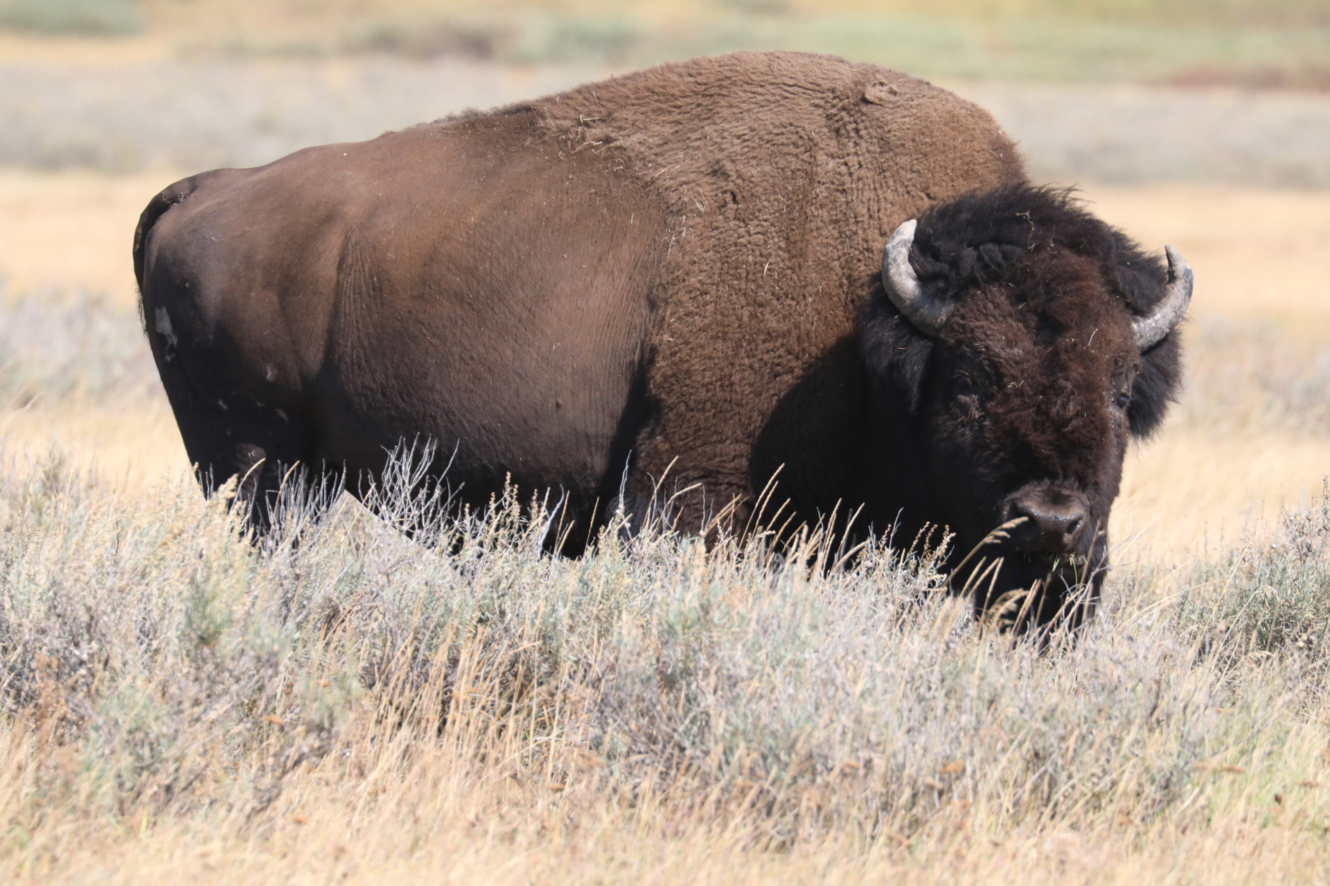 American bison