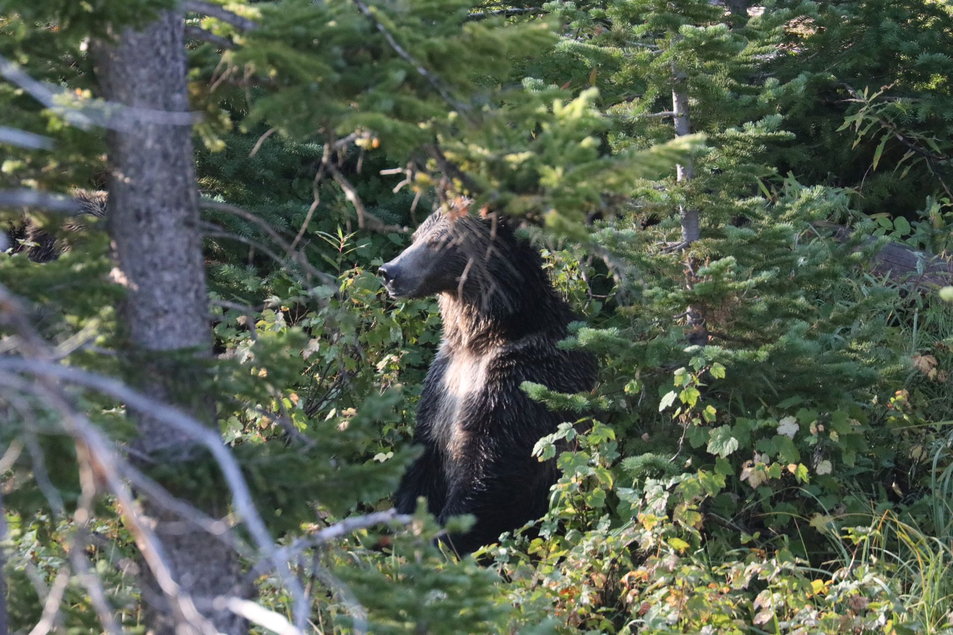 Grizzly Bear Foraging Upright